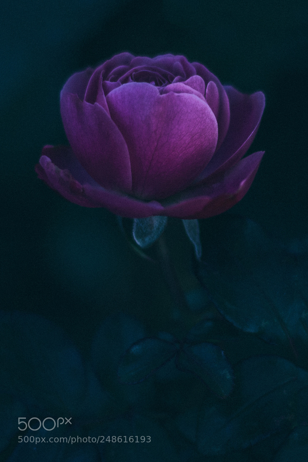 Canon EOS 650D (EOS Rebel T4i / EOS Kiss X6i) sample photo. Violet photography