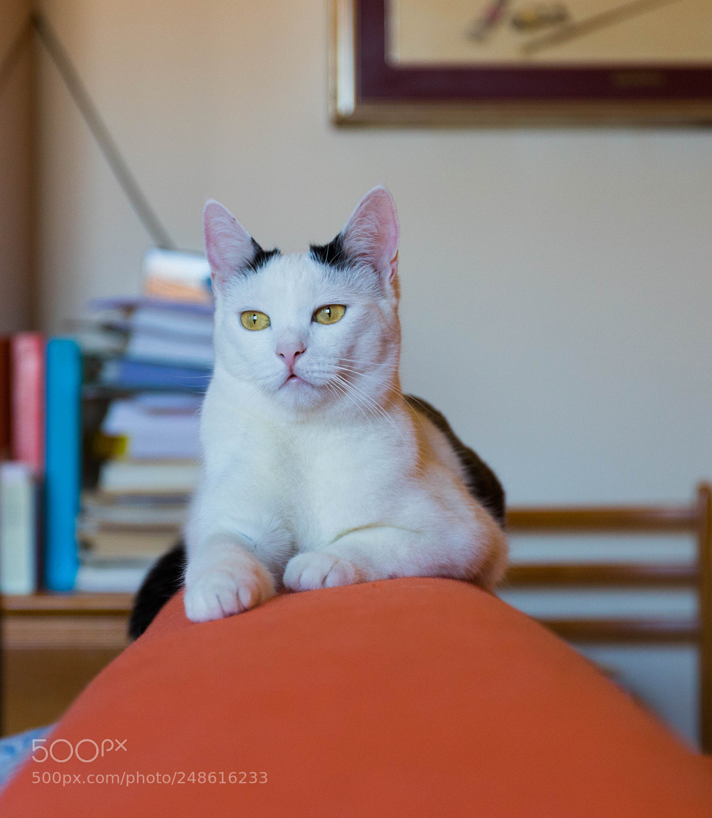 Canon EOS 6D Mark II sample photo. Aurora photography