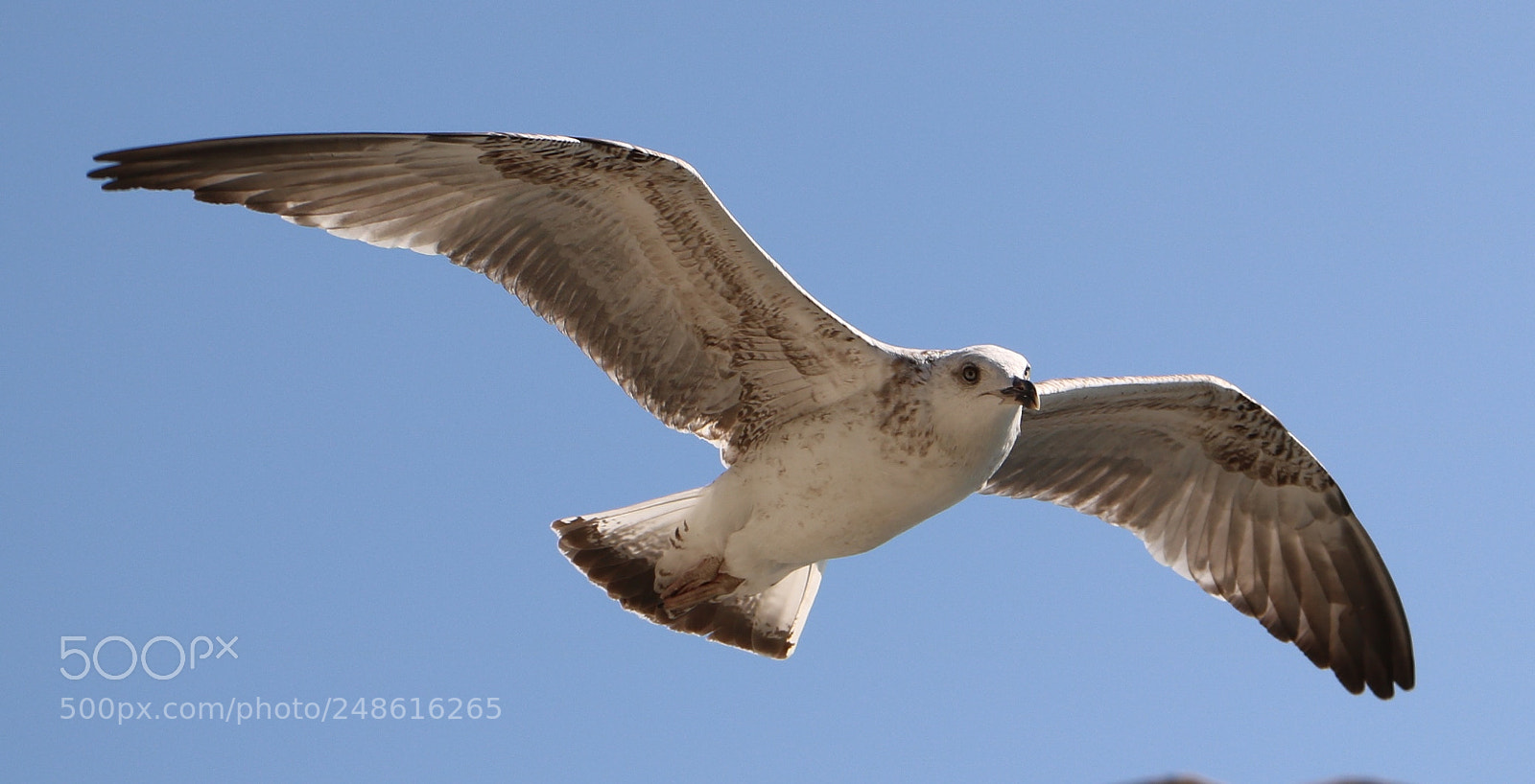 Canon EOS 760D (EOS Rebel T6s / EOS 8000D) sample photo. Freeze.... ok photography