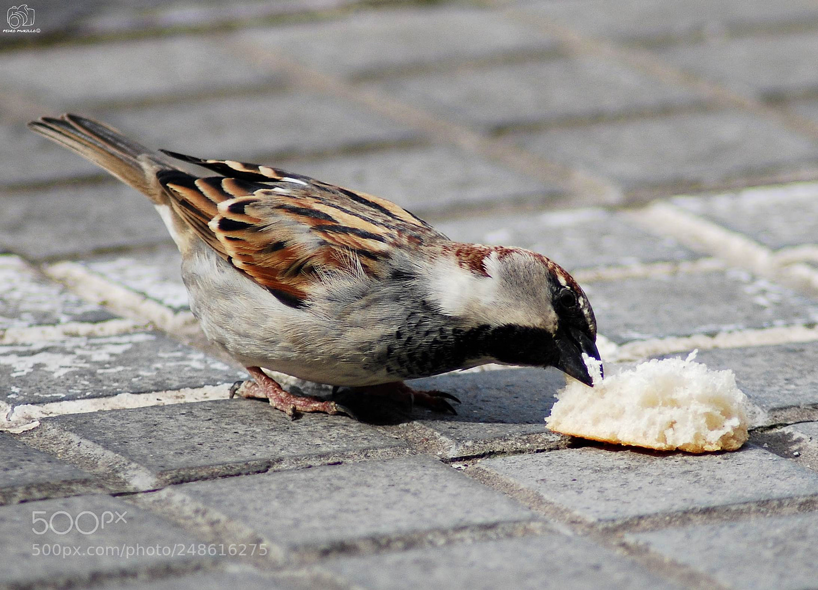 Nikon D60 sample photo. Untitled photography