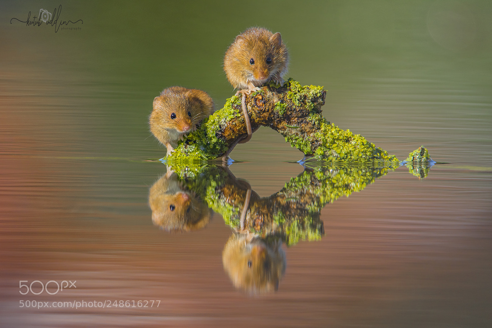 Canon EOS 7D Mark II sample photo. Harvest mice photography