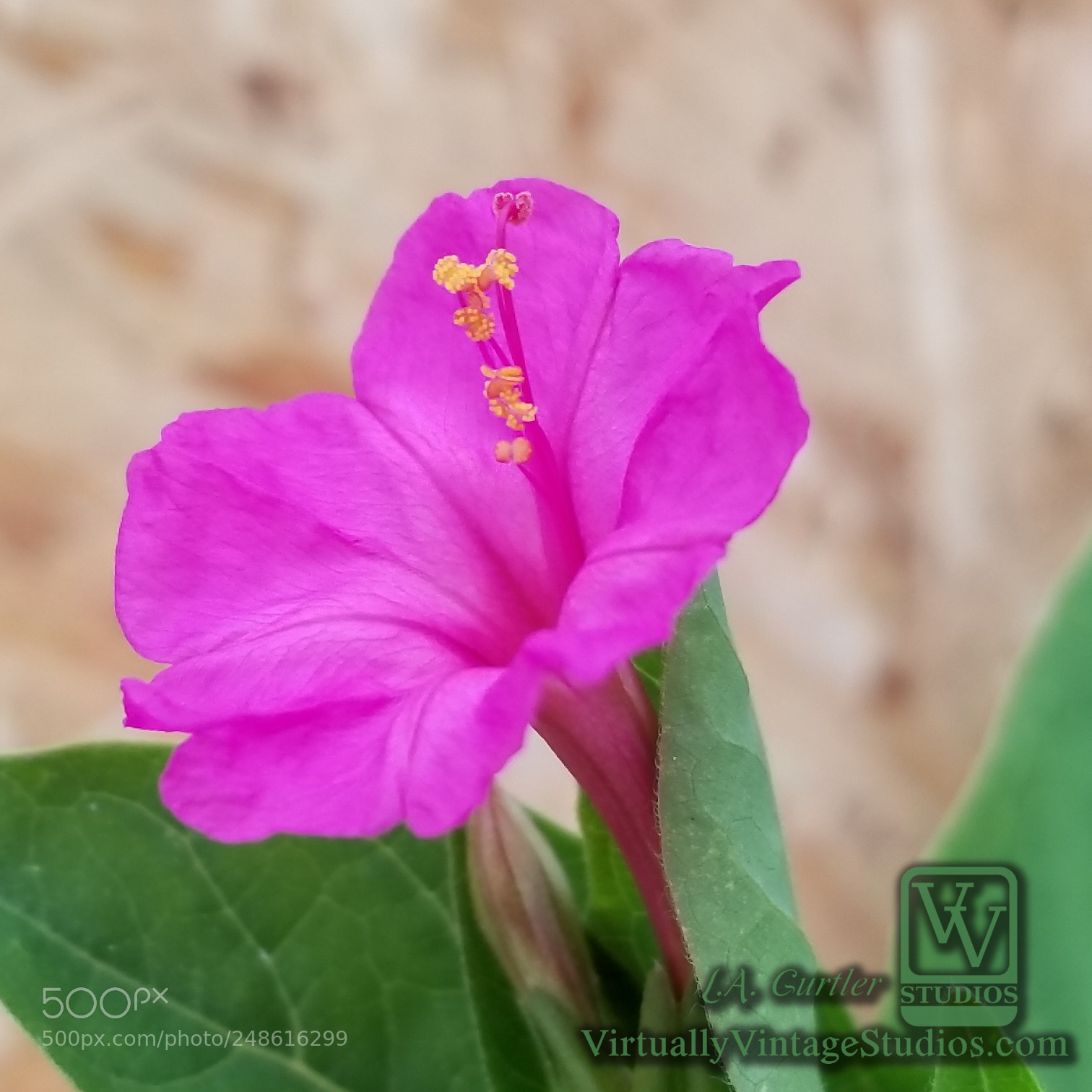 Samsung Galaxy S8 sample photo. Four o clock photography