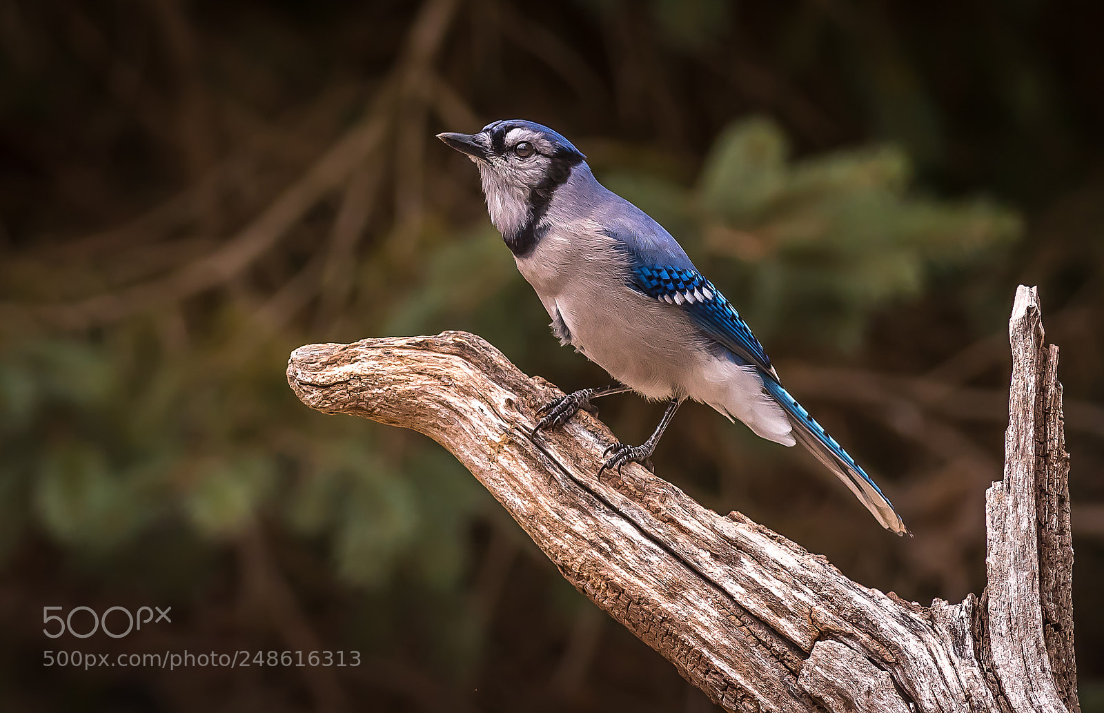 Nikon D500 sample photo. Blue jay calling photography