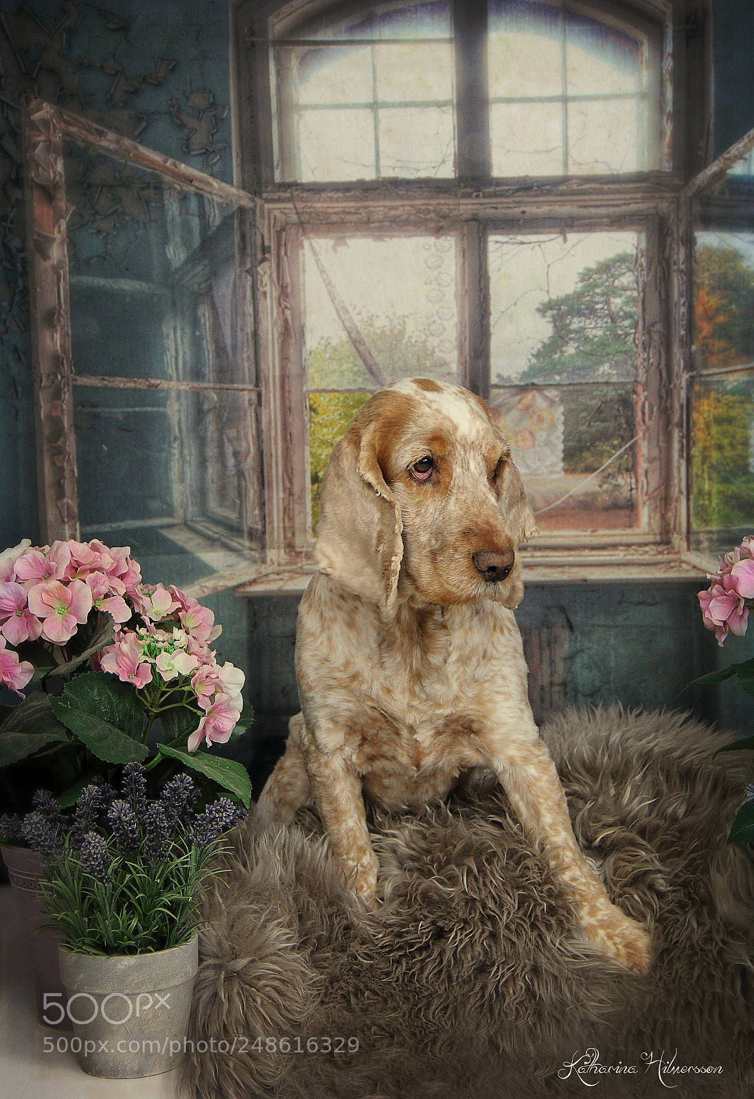 Canon EOS 60D sample photo. Old window photography