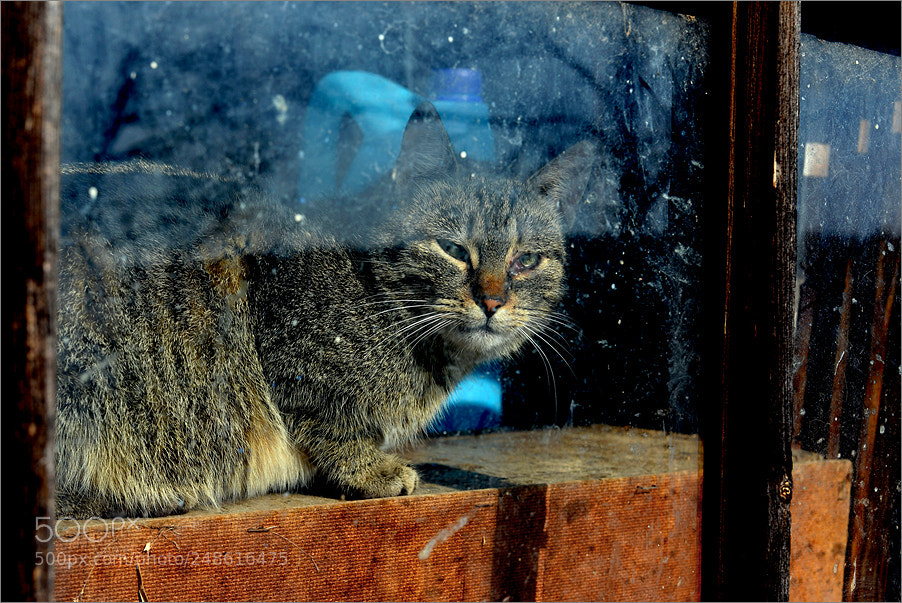 Nikon D610 sample photo. In the window of photography