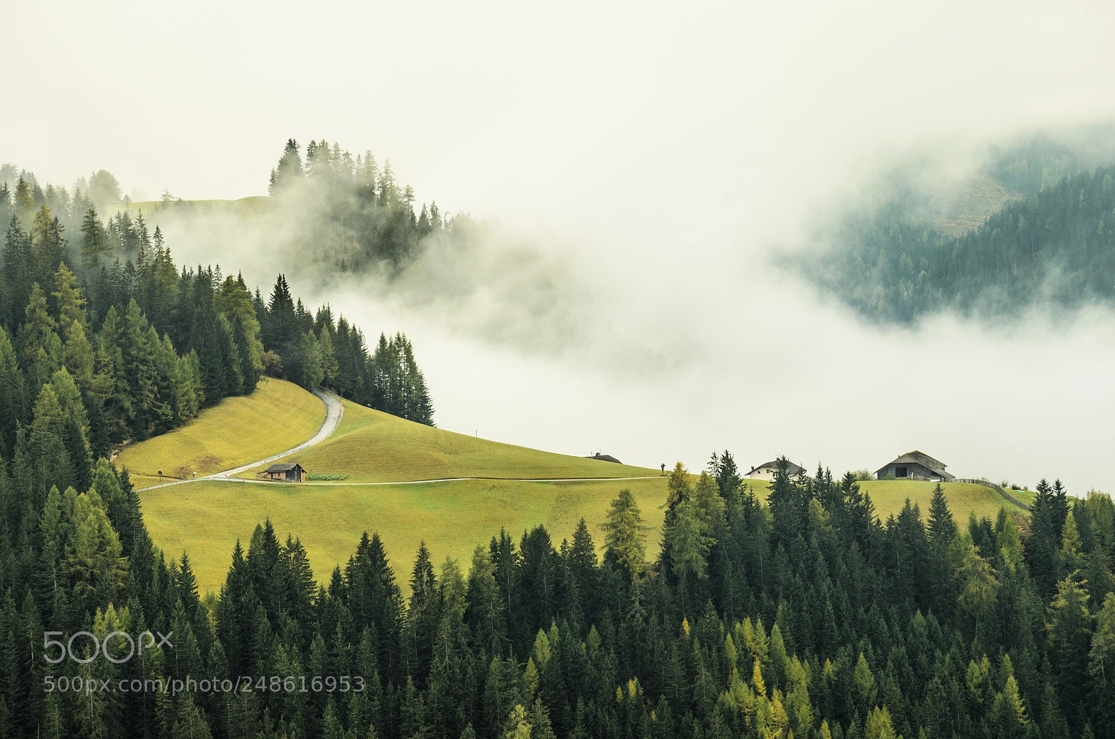 Nikon D5100 sample photo. Misty meadow photography