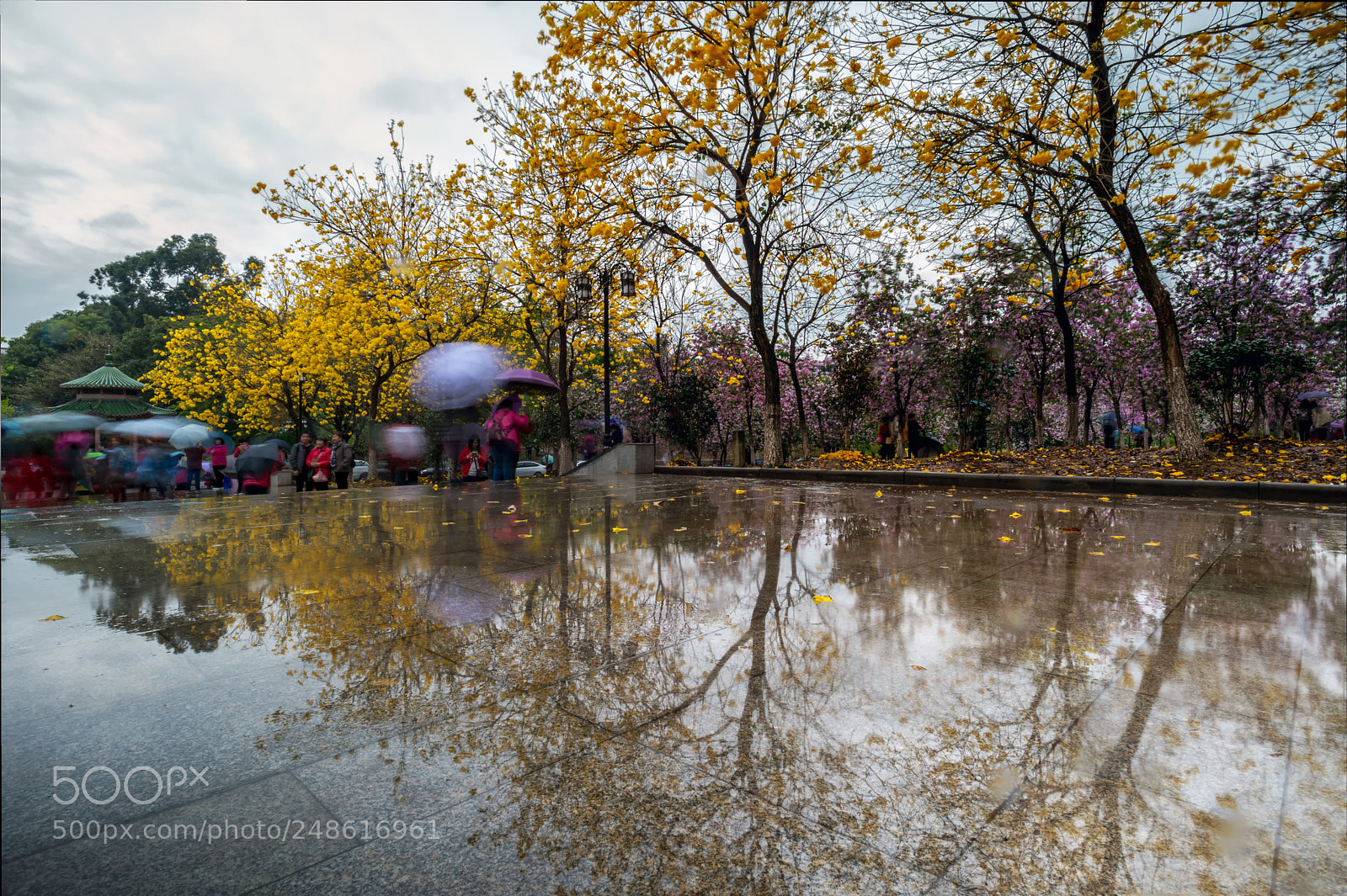 Nikon Df sample photo. Rain day and flower photography