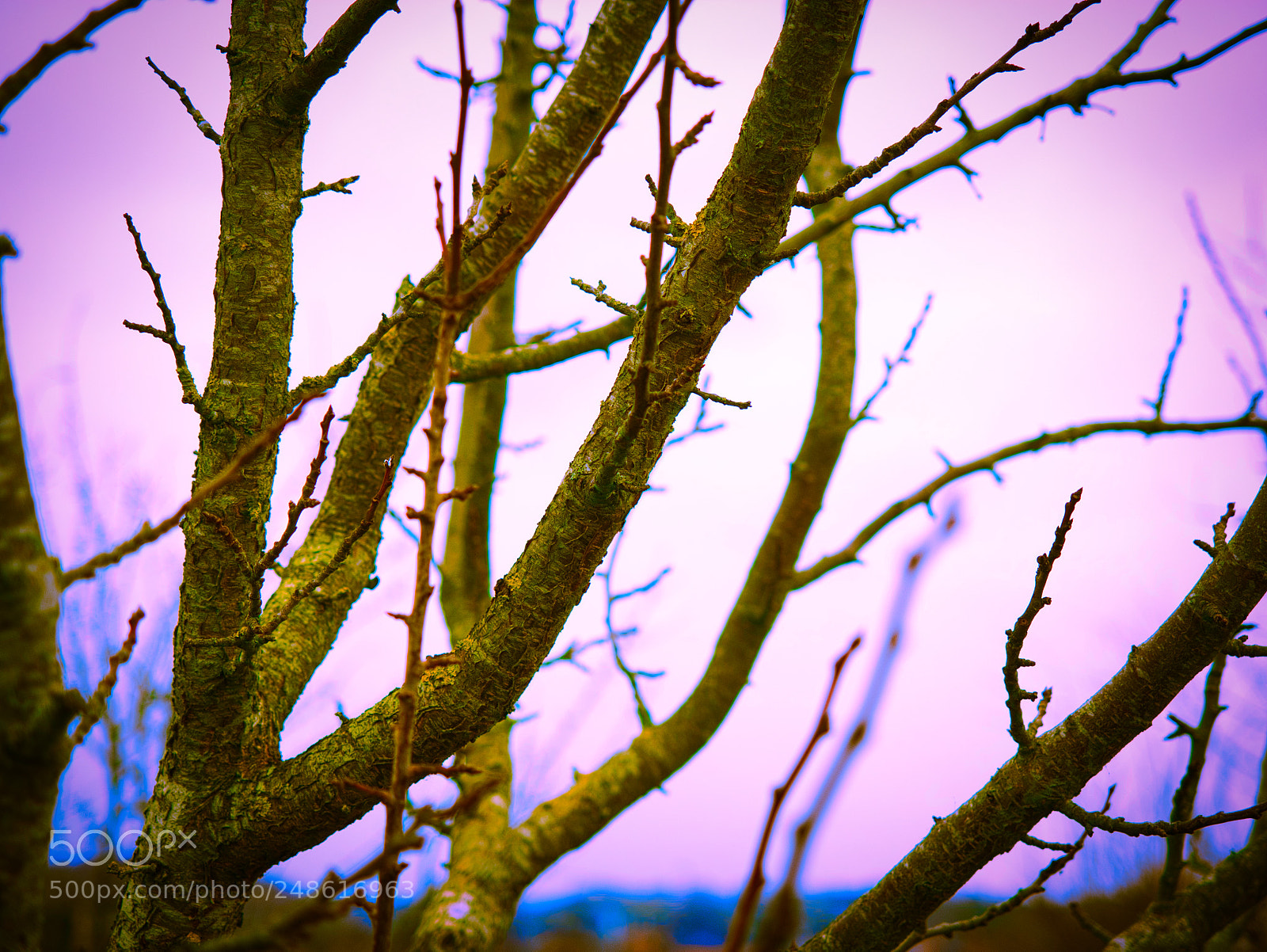 Panasonic Lumix DMC-G85 (Lumix DMC-G80) sample photo. Yellow tree photography