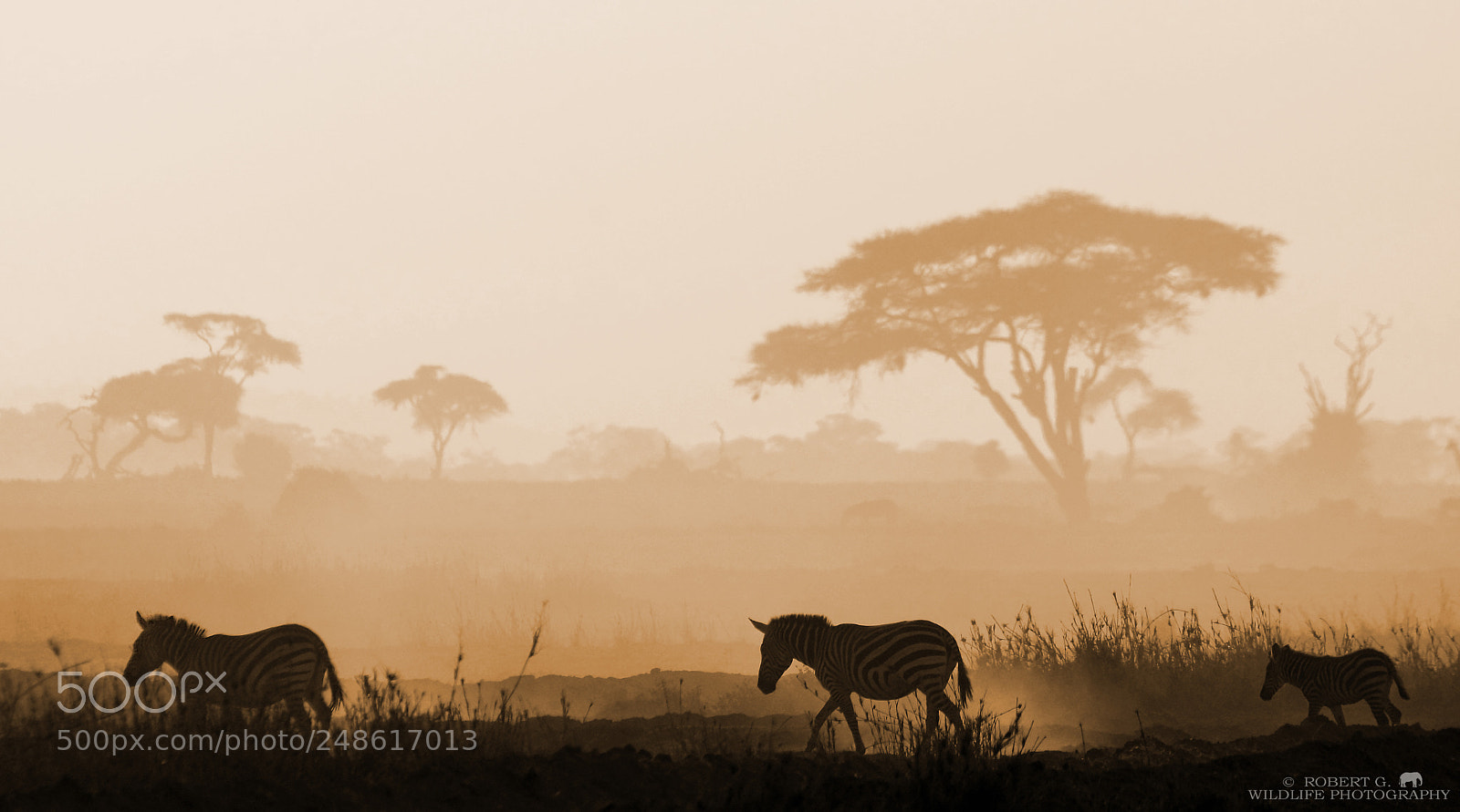 Sony SLT-A77 sample photo. Zebra and dust photography