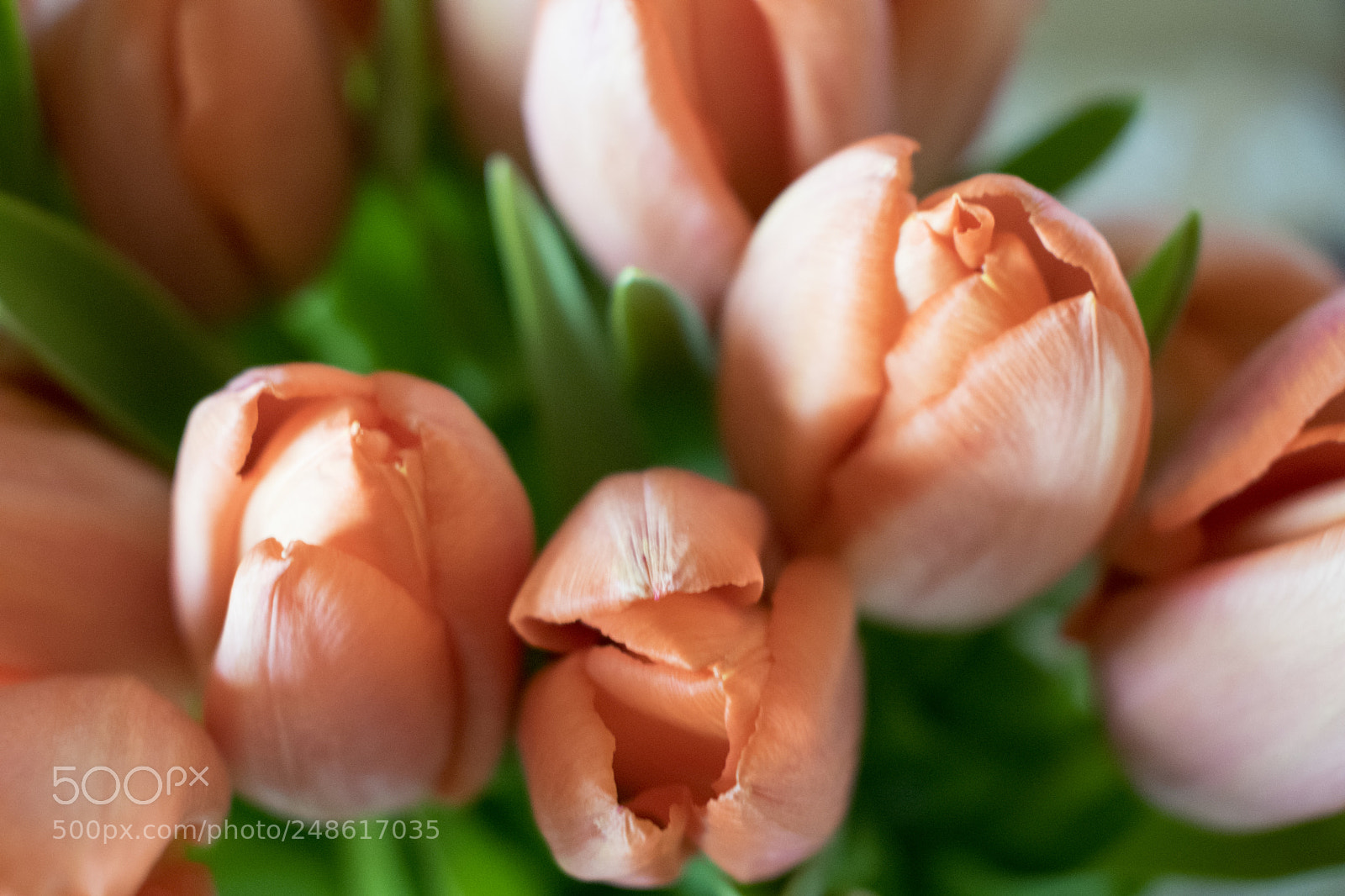 Nikon D5300 sample photo. Tulips photography