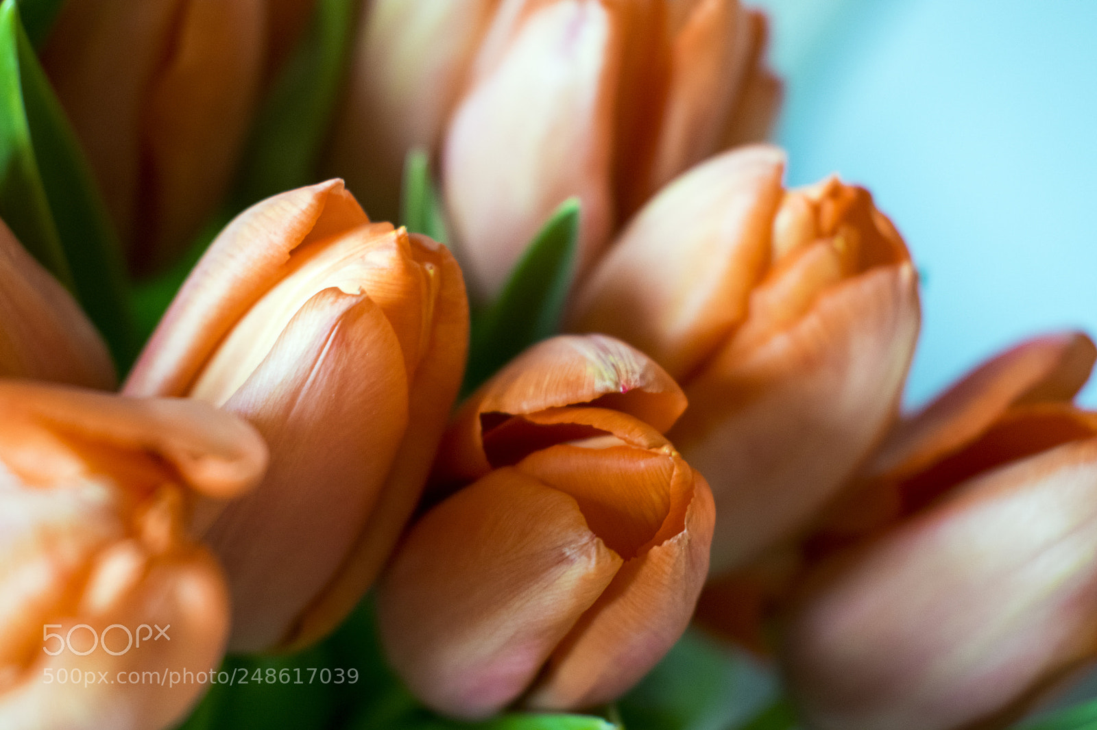 Nikon D5300 sample photo. Tulips photography