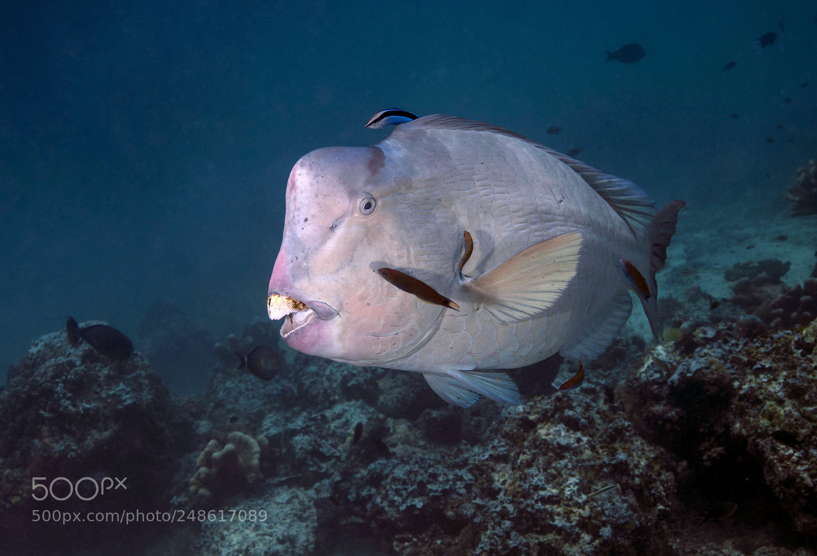 Canon EOS 5DS R sample photo. Humphead parrotfish photography