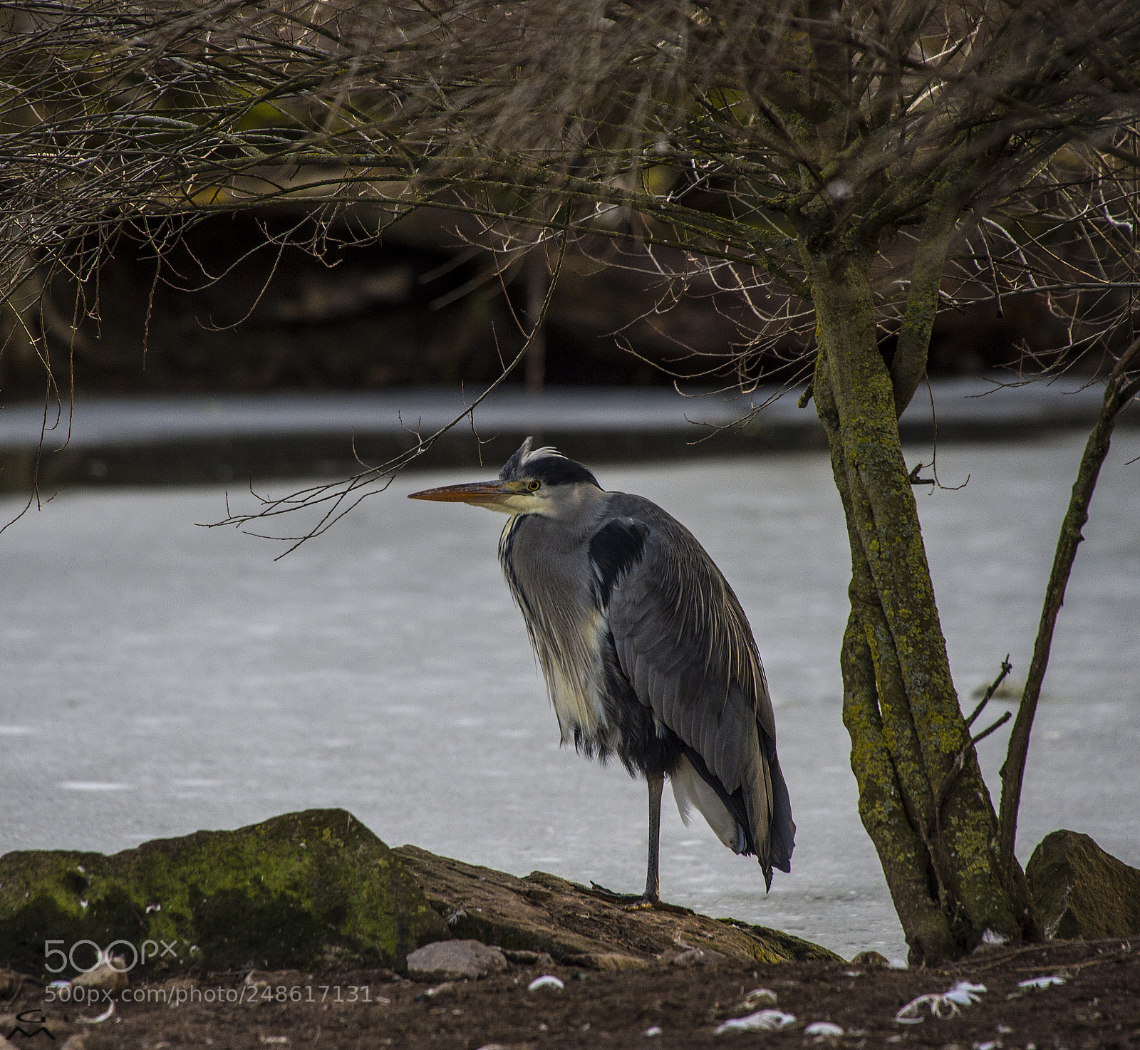 Nikon D4 sample photo. Heron photography