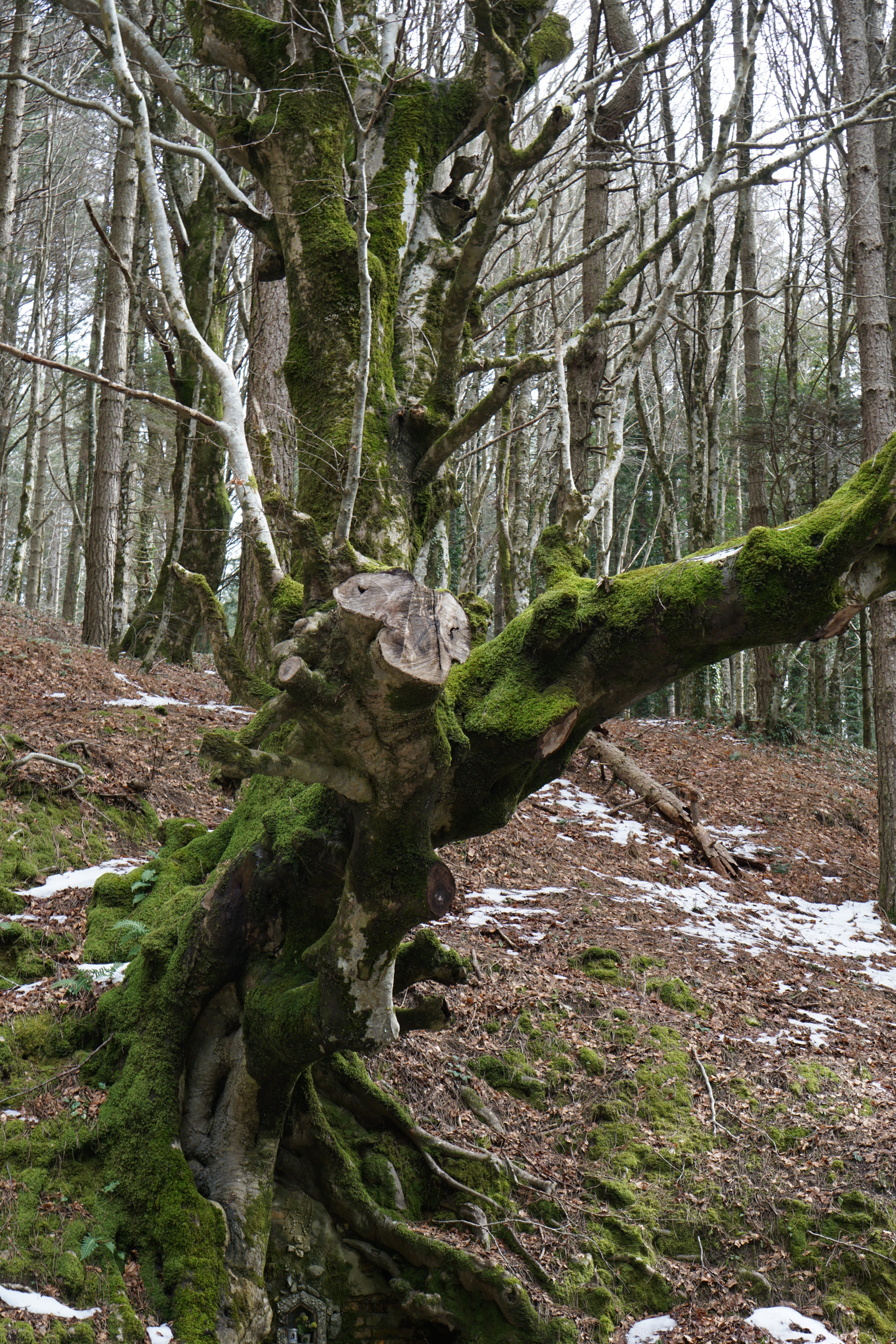 Sony a6000 + Sony E 35mm F1.8 OSS sample photo. Tree photography