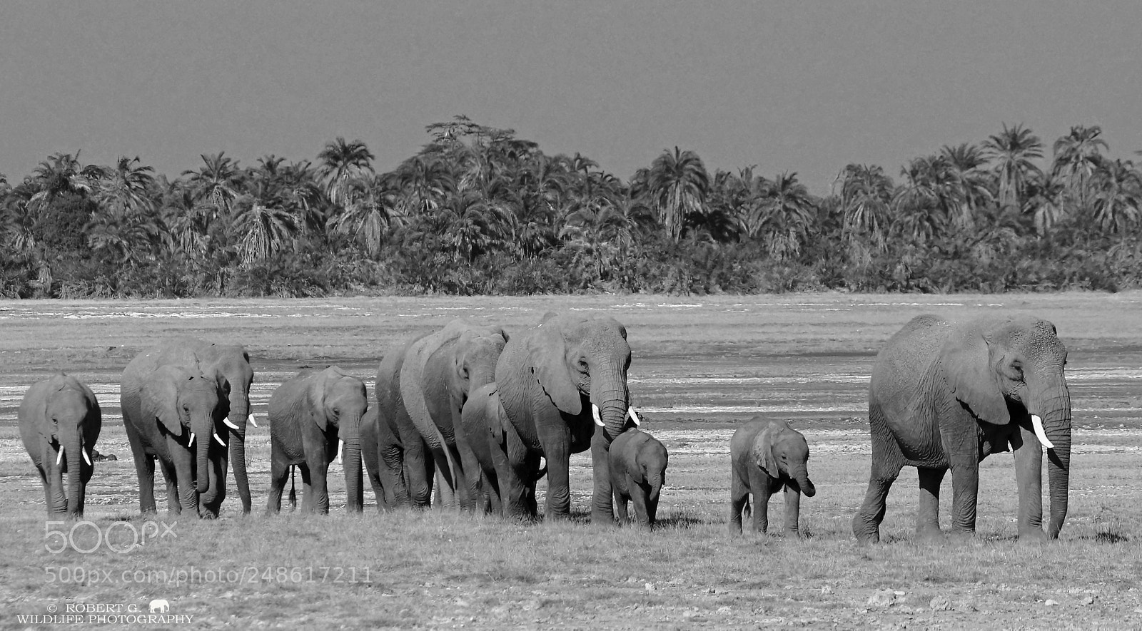 Sony SLT-A77 sample photo. Elephant´s photography