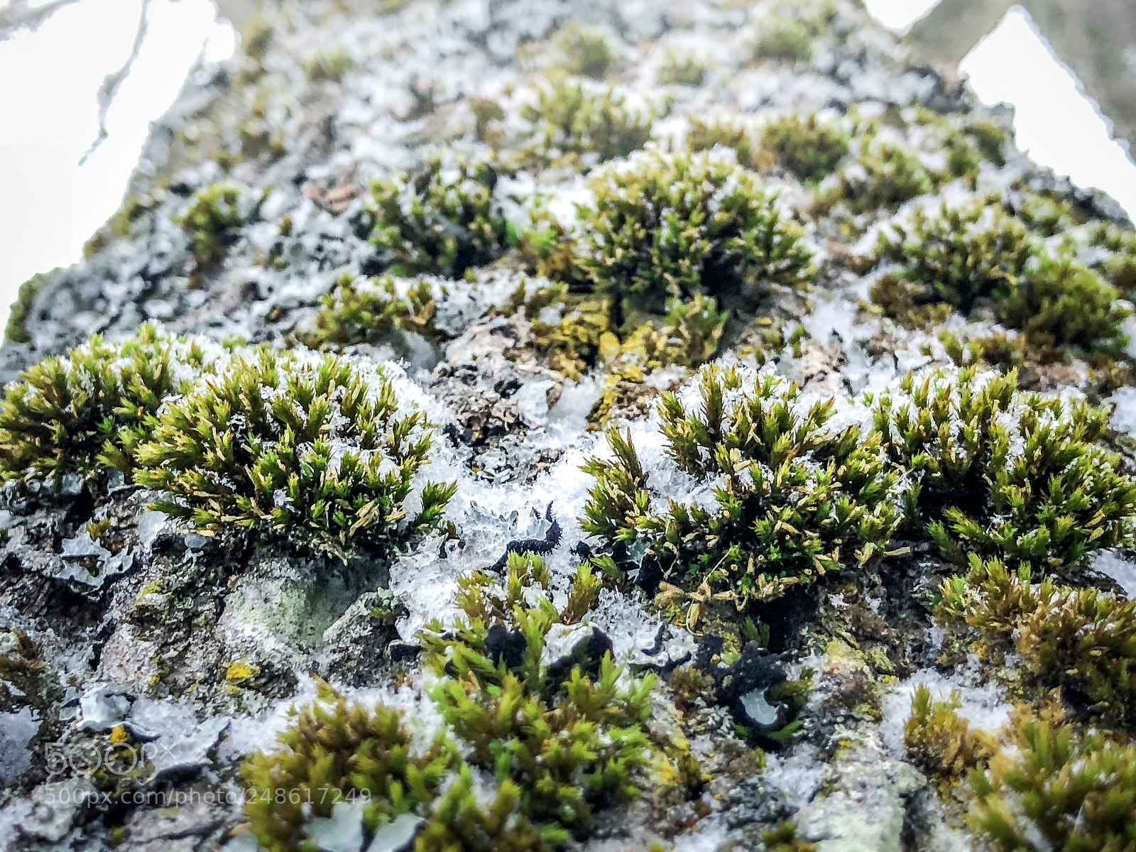 Apple iPhone X sample photo. Frozen moss ❄️ ❄️ photography