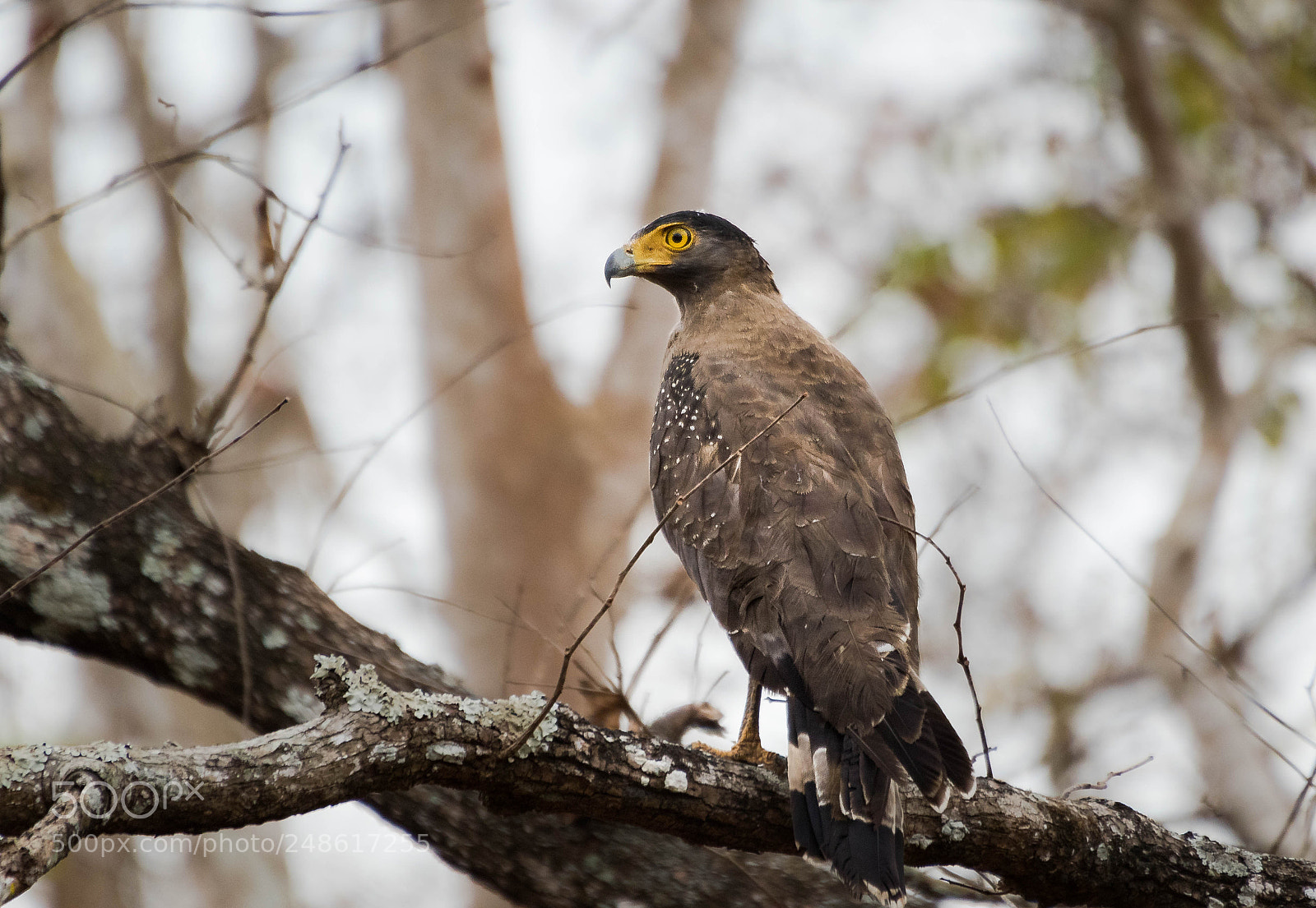 Canon EOS 7D Mark II sample photo. The predator... photography