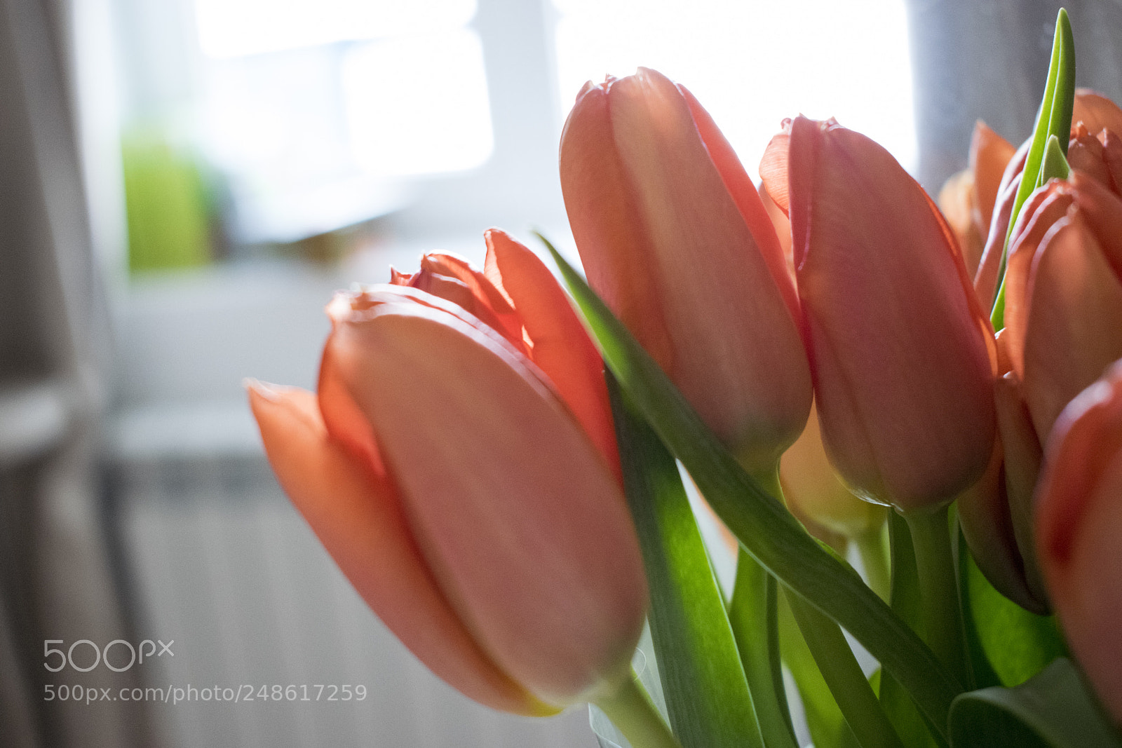 Nikon D5300 sample photo. Tulips photography