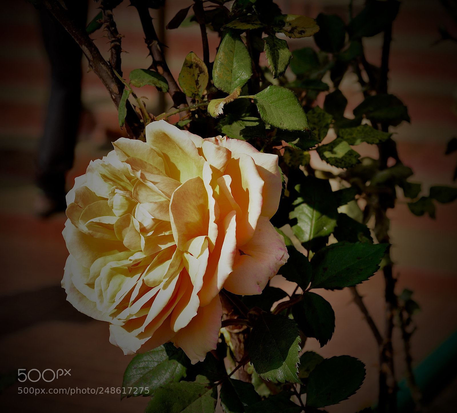 Nikon D5200 sample photo. Orange rose photography