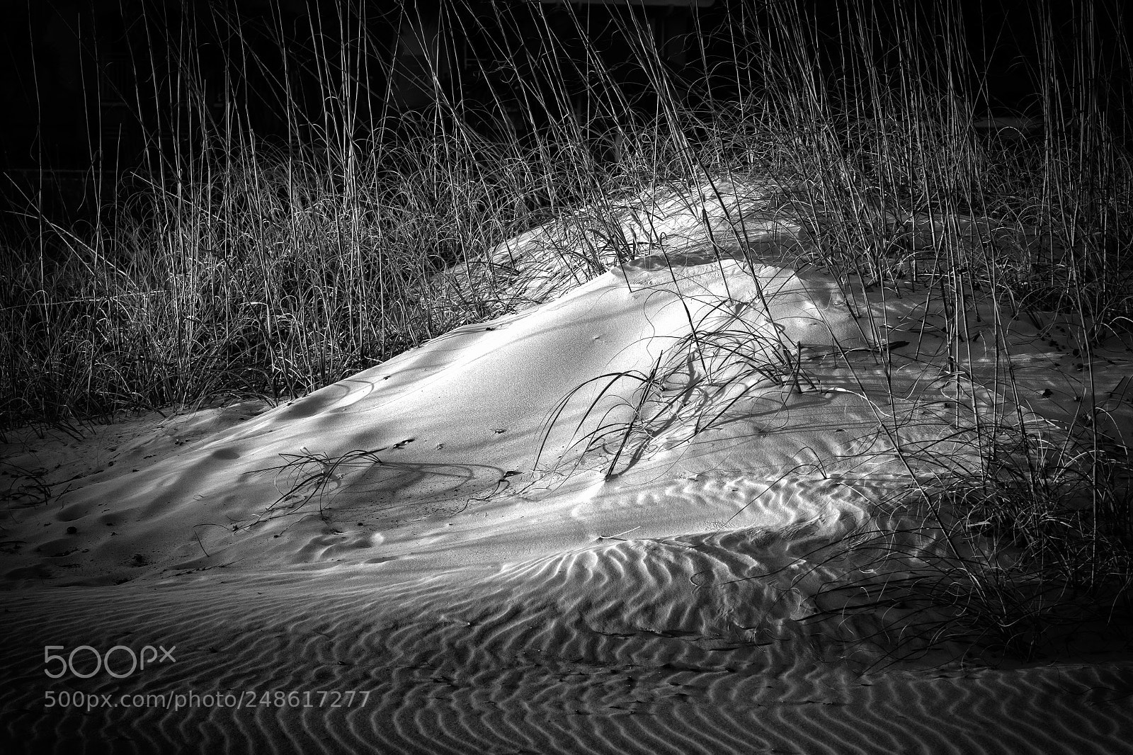 Canon EOS 7D Mark II sample photo. Dune grass photography