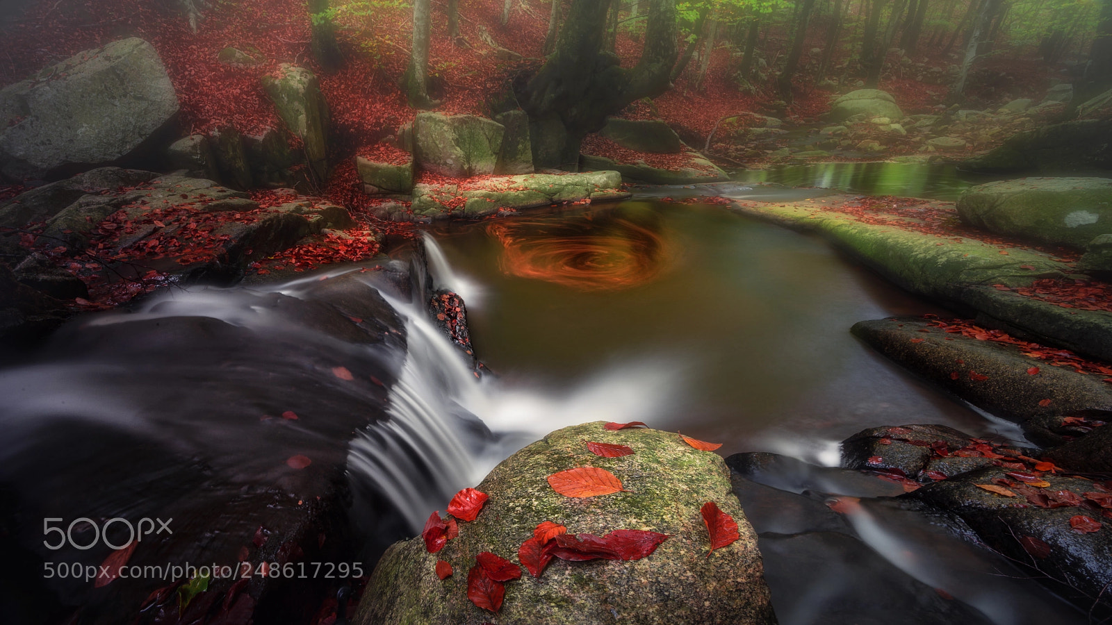 Nikon D610 sample photo. The forest photography
