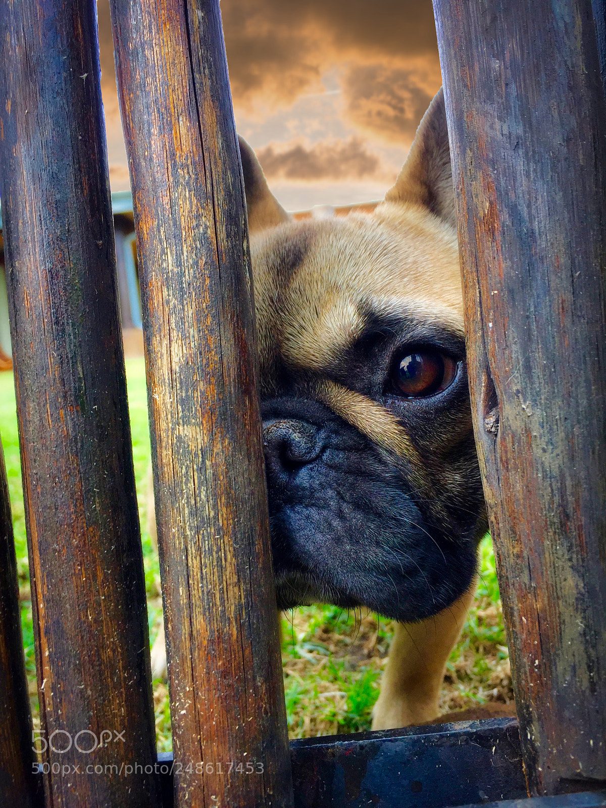 Apple iPhone 6 sample photo. Make my day photography