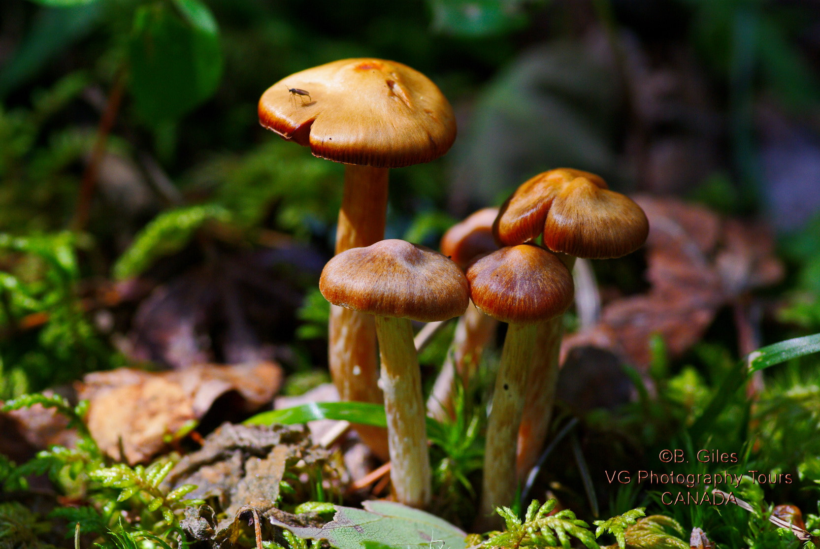 Pentax K10D sample photo. Forest floor photography