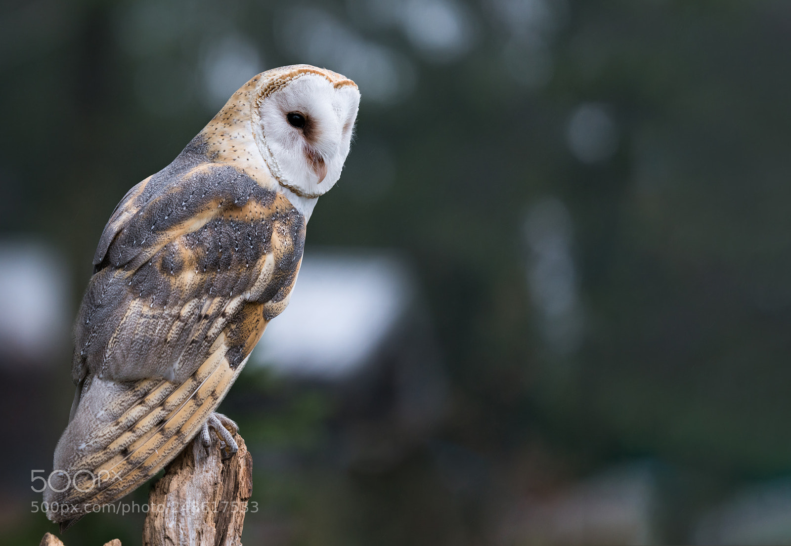 Sony a7R II sample photo. Serious barn owl photography