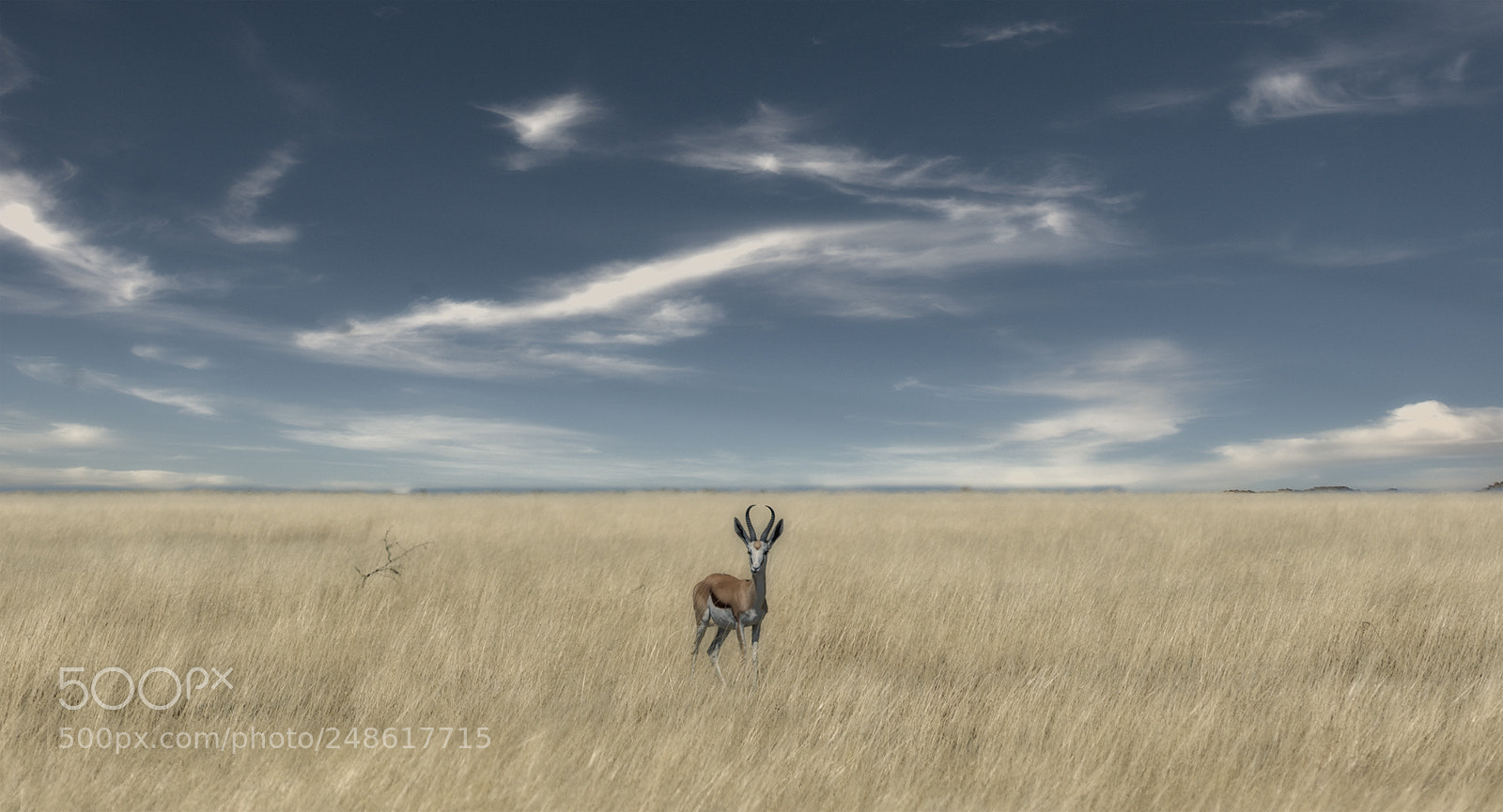 Nikon D810 sample photo. Springbok in etosha national photography