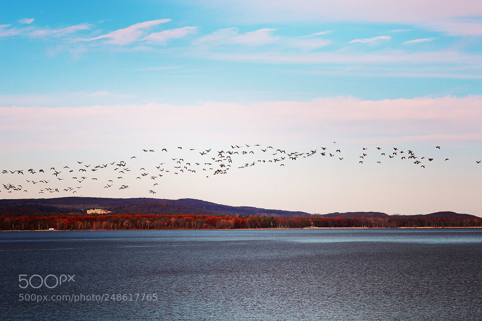 Canon EOS 750D (EOS Rebel T6i / EOS Kiss X8i) sample photo. Migration photography
