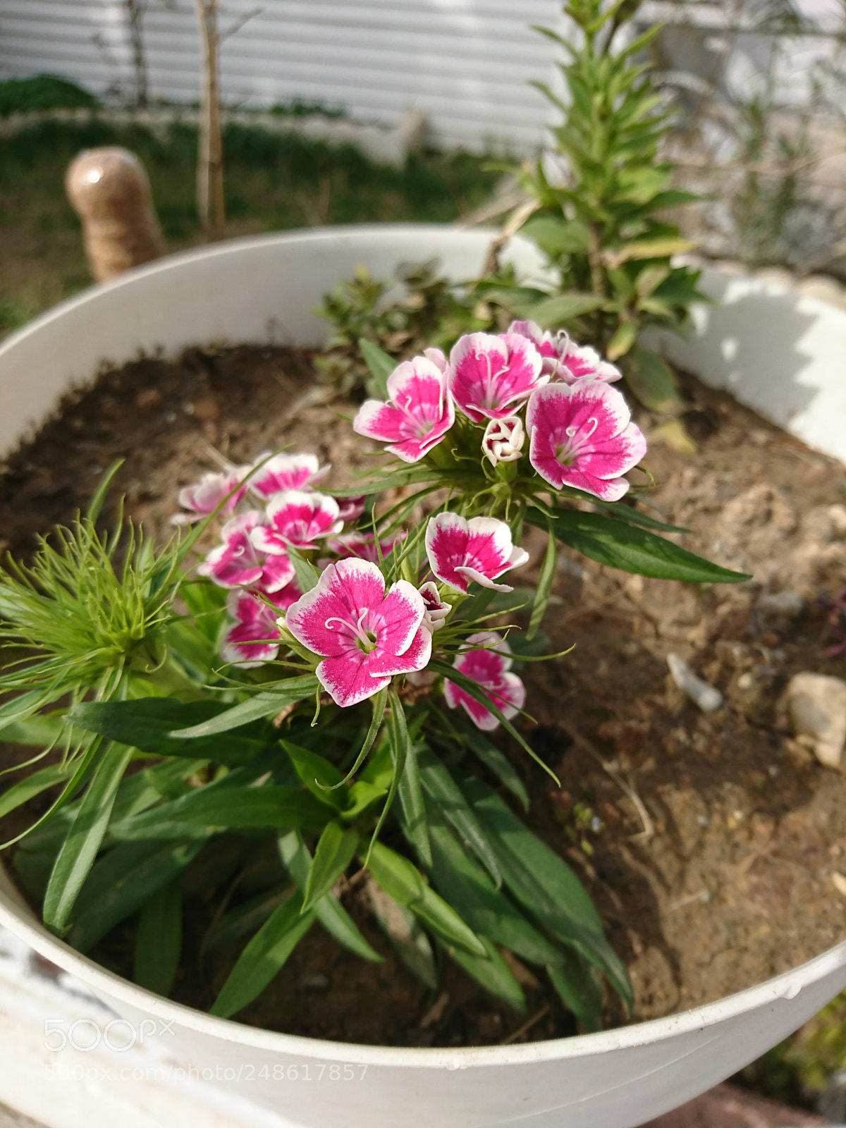 Sony Xperia XZ sample photo. Untitled photography