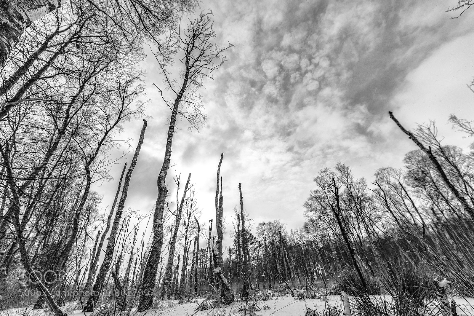 Nikon D850 sample photo. Menacing woods in the photography