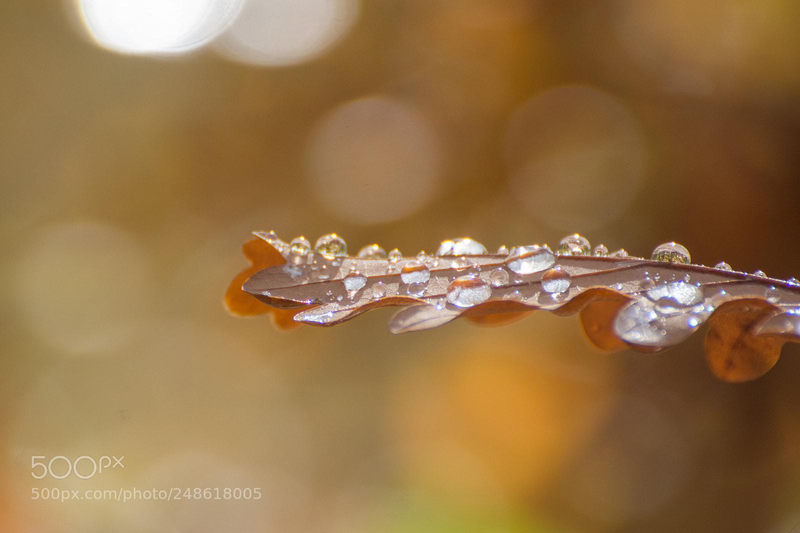 Nikon D7200 sample photo. Raindrops on the leaf photography