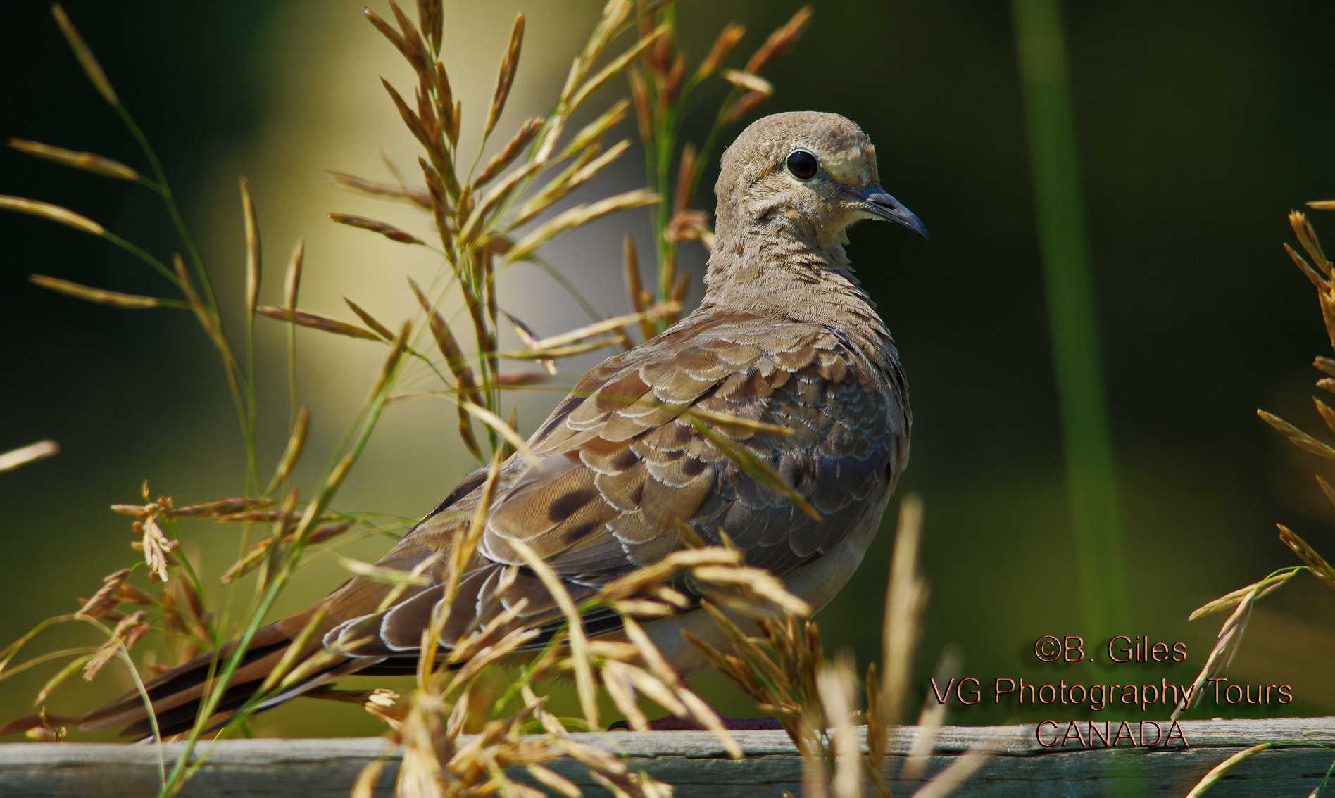 Sigma 150-500mm F5-6.3 DG OS HSM sample photo. Mourning dove photography