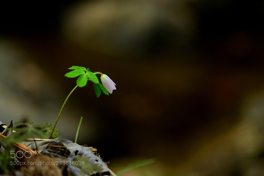 Nikon D800 sample photo. Spring on my mind. photography