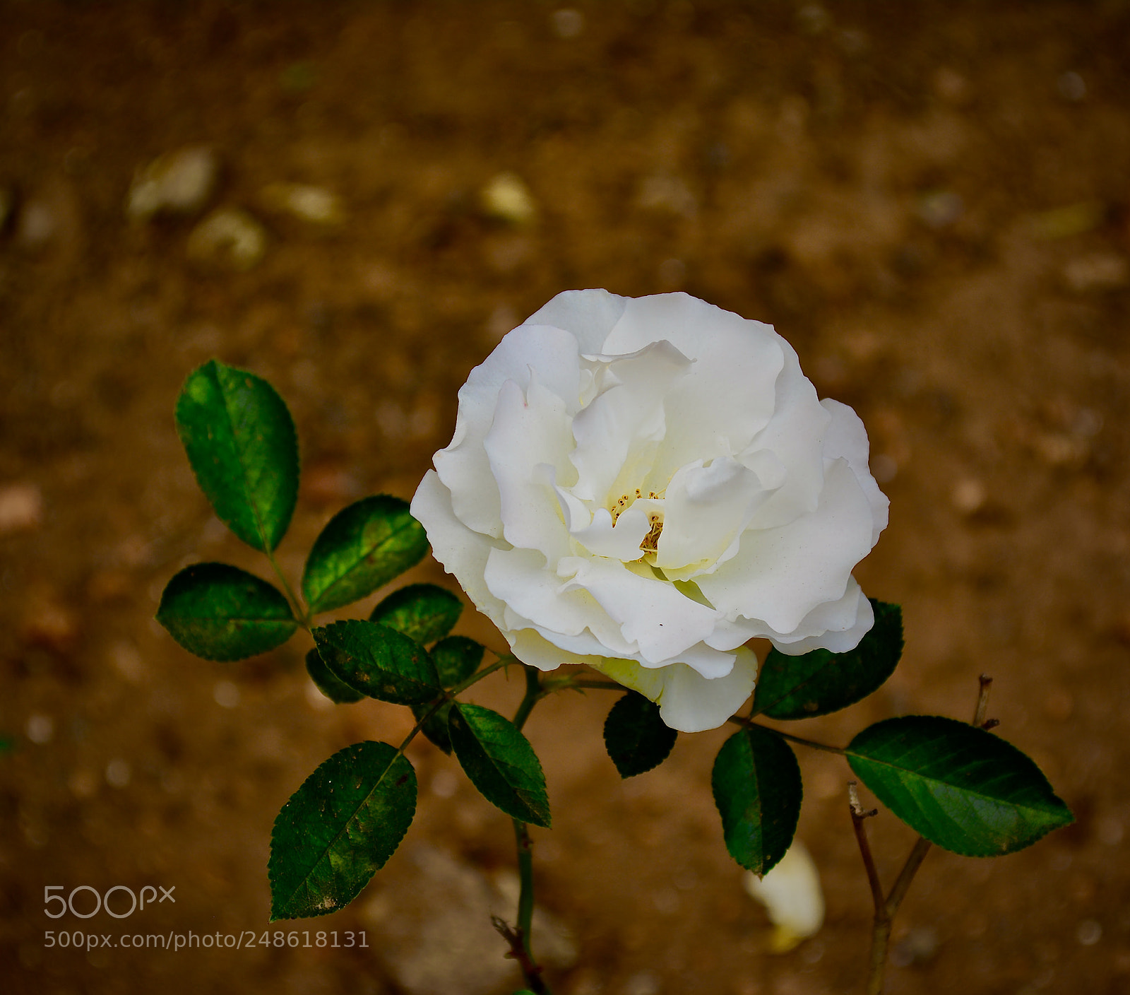 Nikon D5200 sample photo. White flower photography
