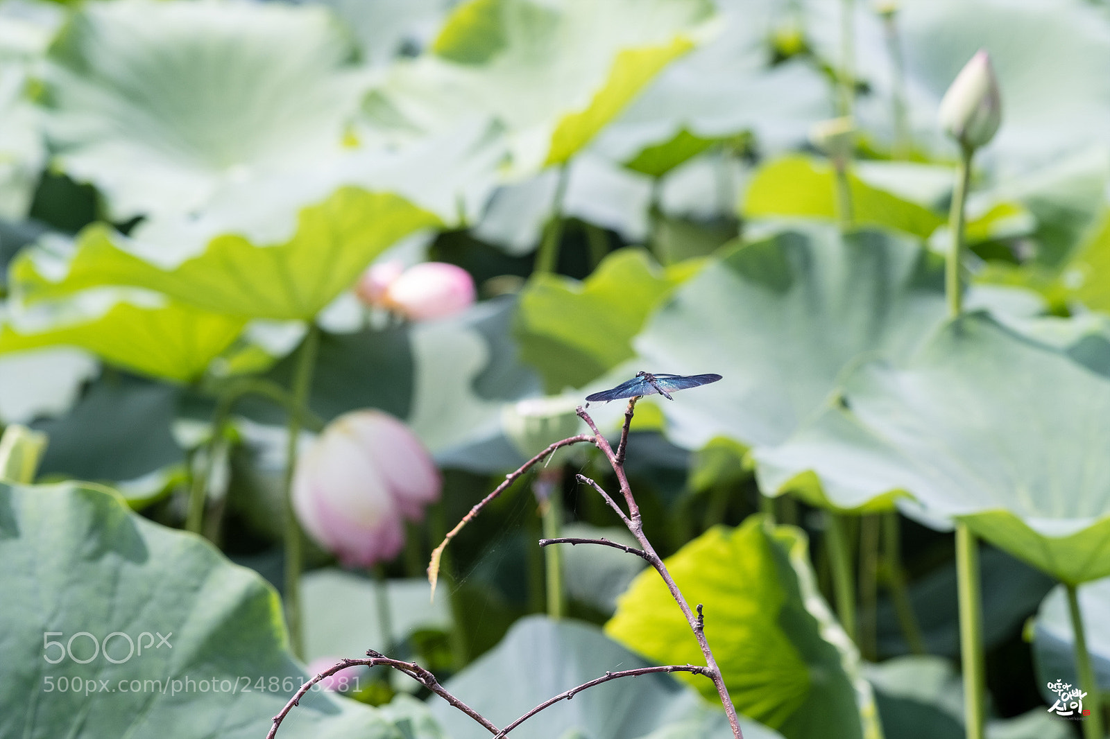 Fujifilm X-T2 sample photo. One summer day~ photography