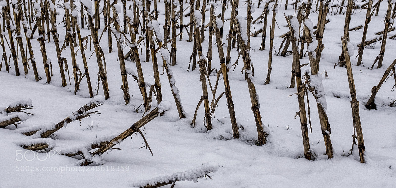 Fujifilm X100S sample photo. Corn decorated with snow photography