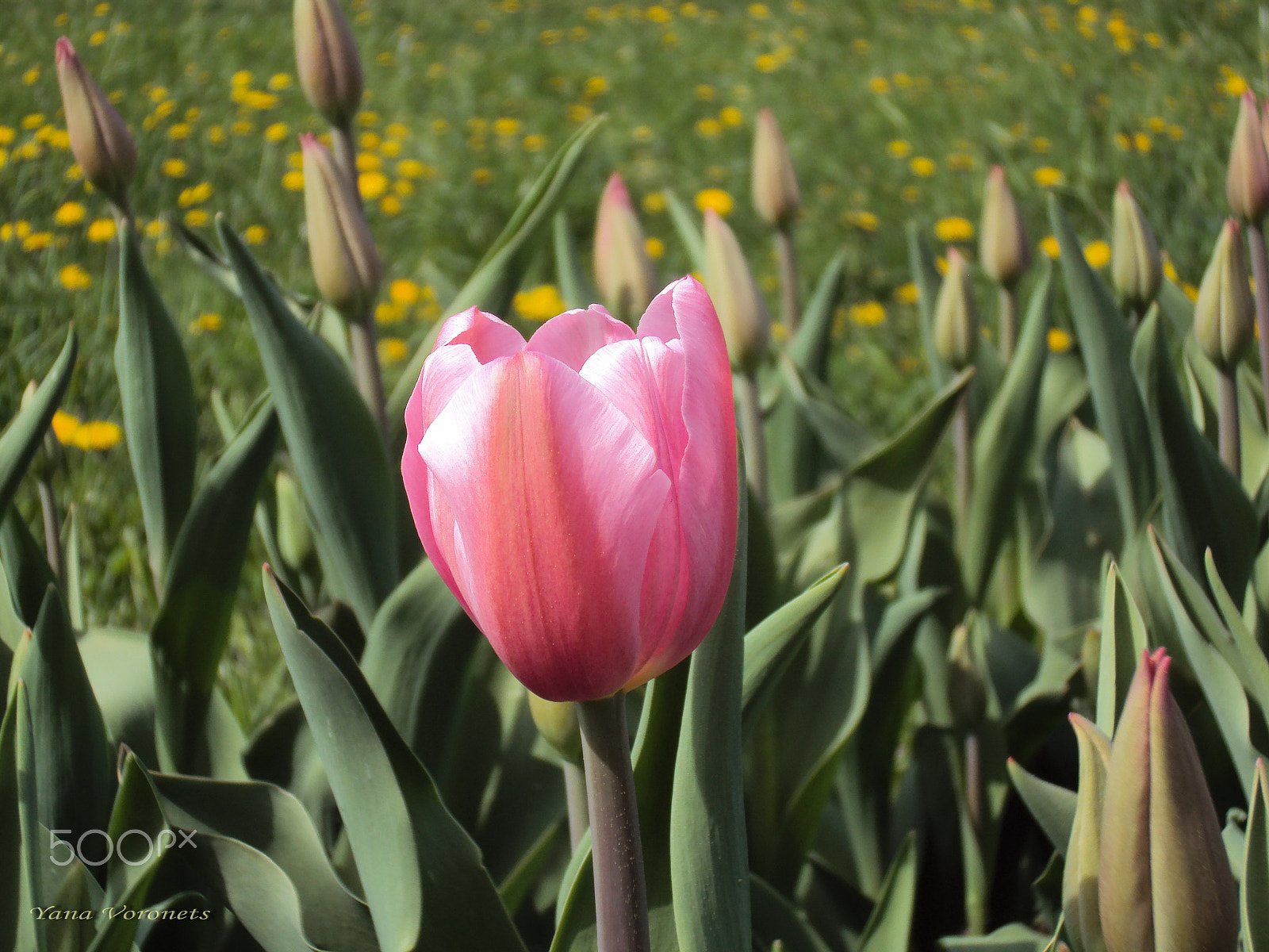 Sony DSC-W190 sample photo. The first tulip photography