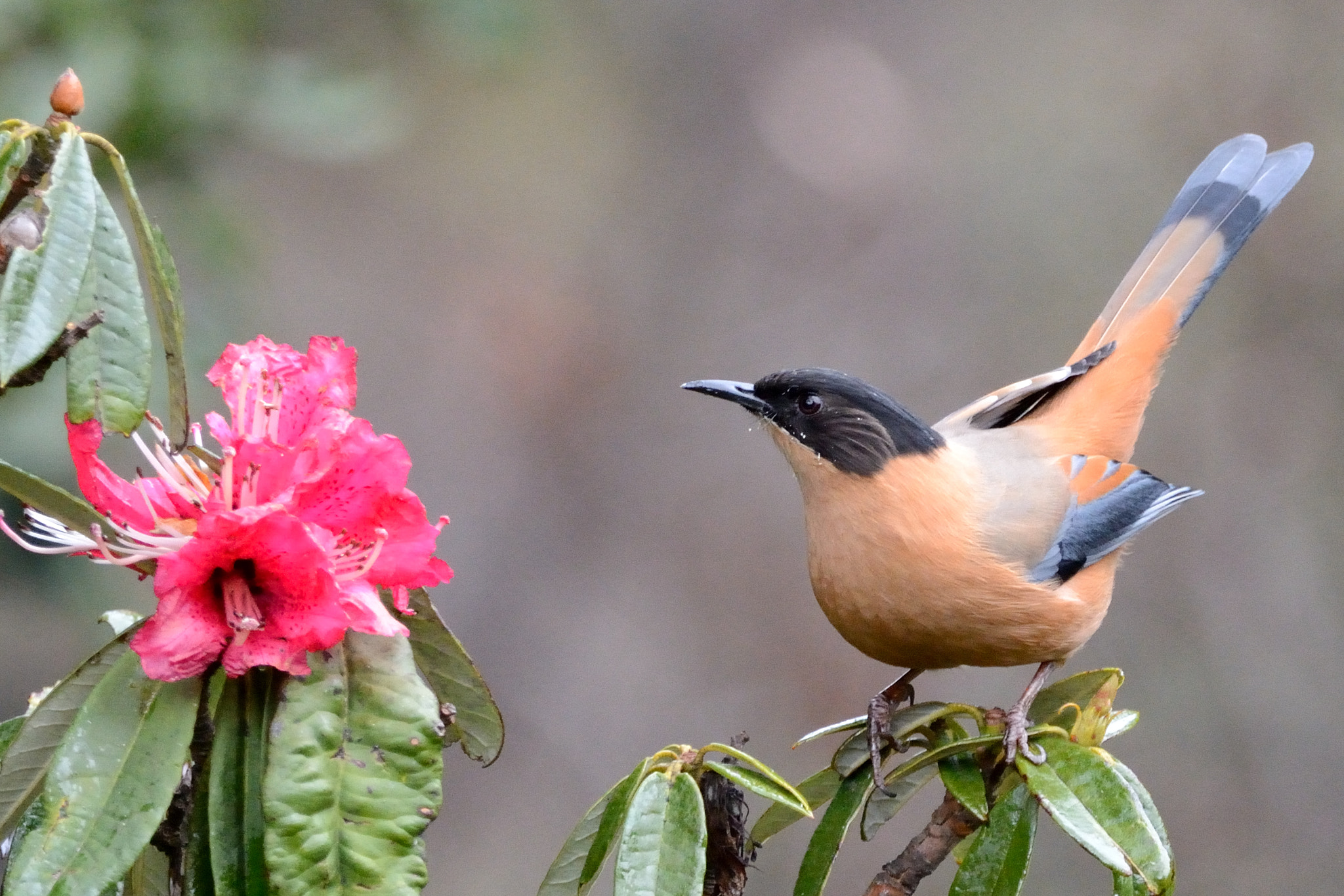 Nikon D7100 + Sigma 150-600mm F5-6.3 DG OS HSM | C sample photo. Rufous sibia photography