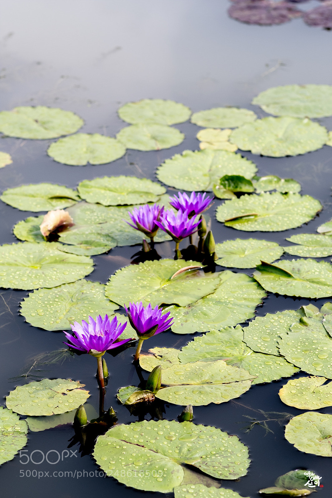 Fujifilm X-T2 sample photo. Water lily photography