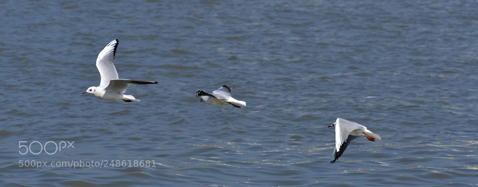 Nikon D3400 sample photo. Lives of the padma photography