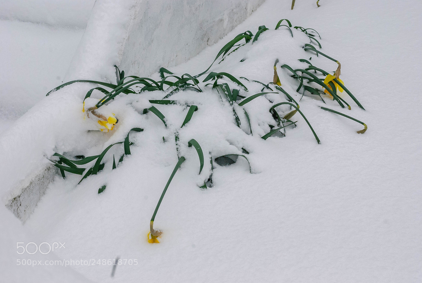Nikon D80 sample photo. Daffodil under snow photography