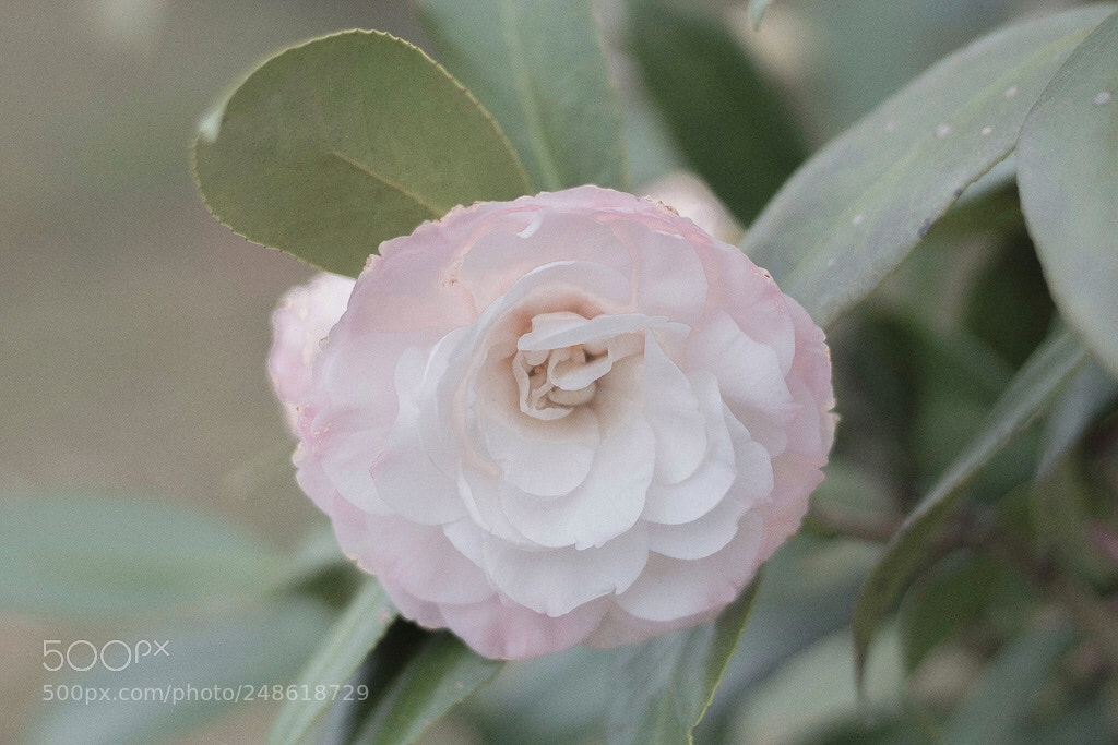 Canon EOS 1300D (EOS Rebel T6 / EOS Kiss X80) sample photo. Delicate strength photography