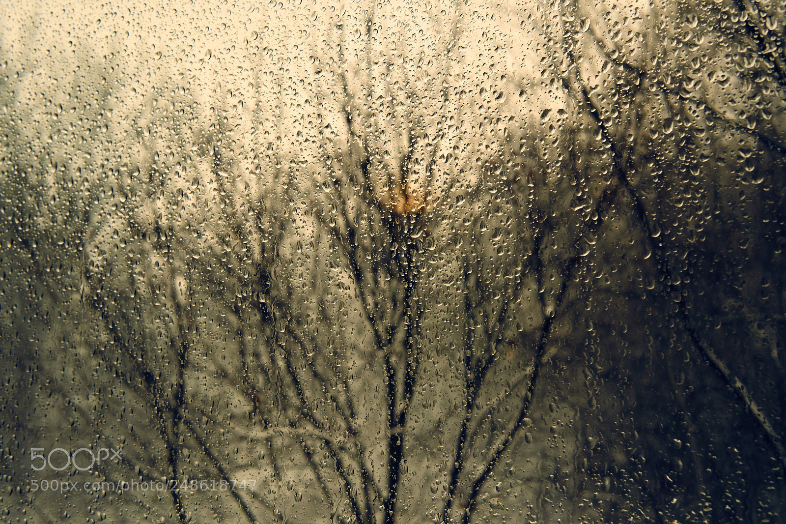 Sony a6500 sample photo. Through the rain photography