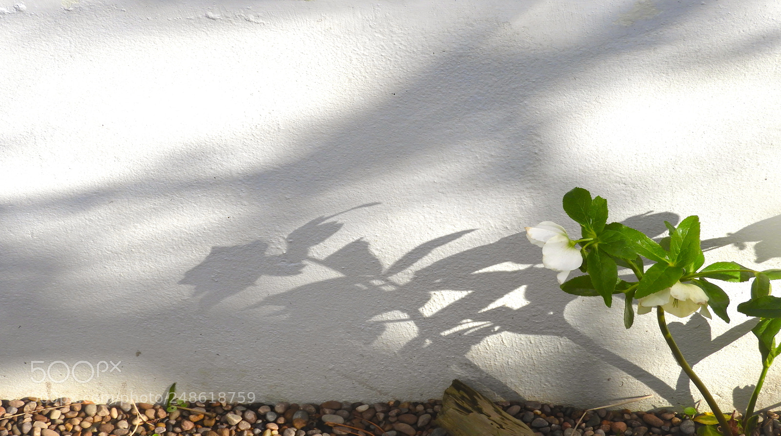 Nikon Coolpix B700 sample photo. Plant shadows photography