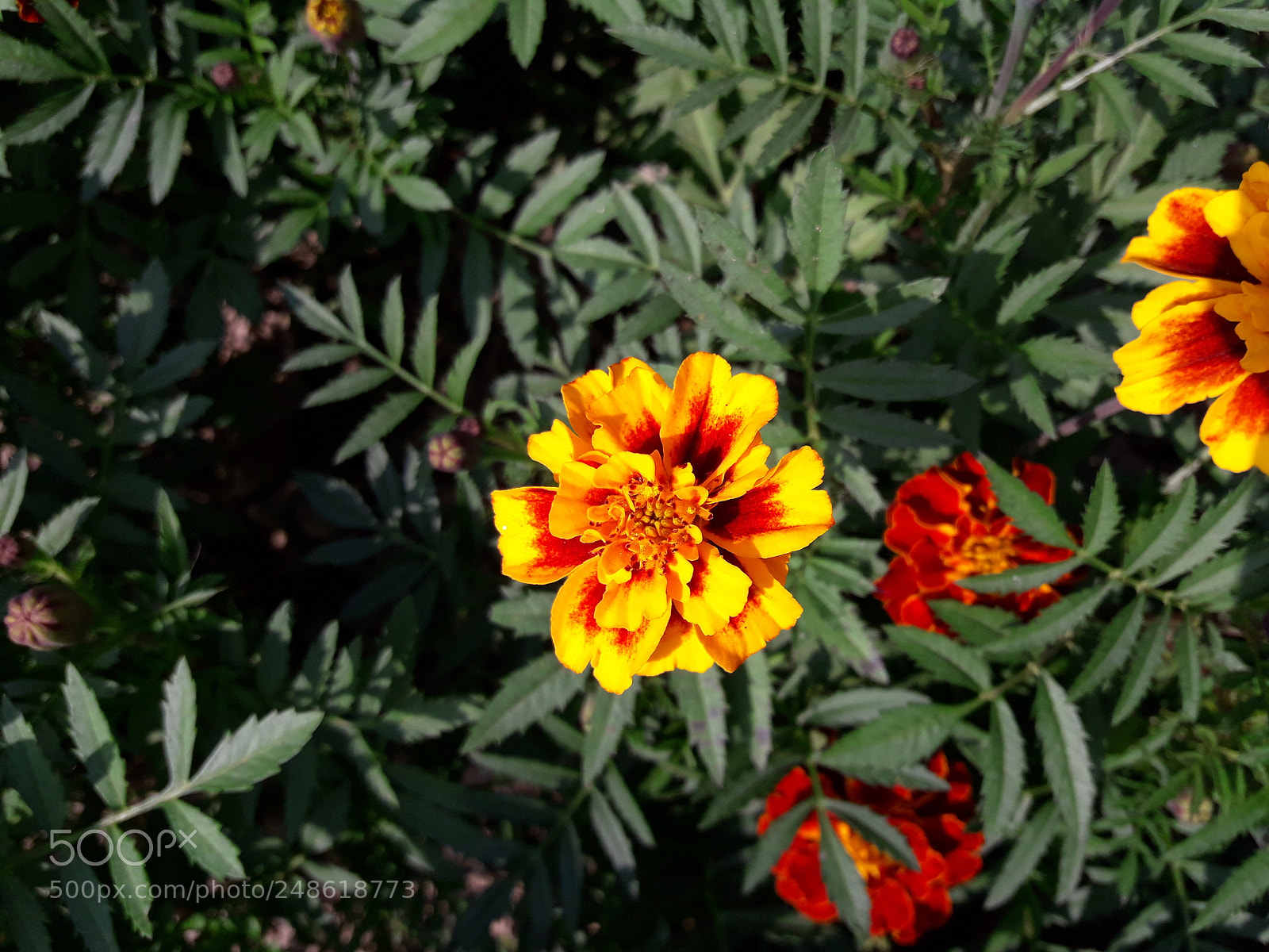 Samsung Galaxy J7 Neo sample photo. Flower ? photography