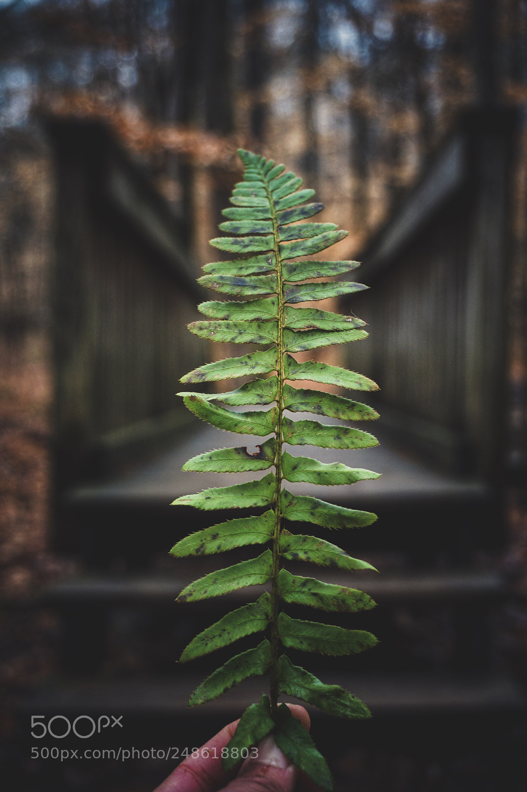 Sony a6000 sample photo. Put some fern on photography