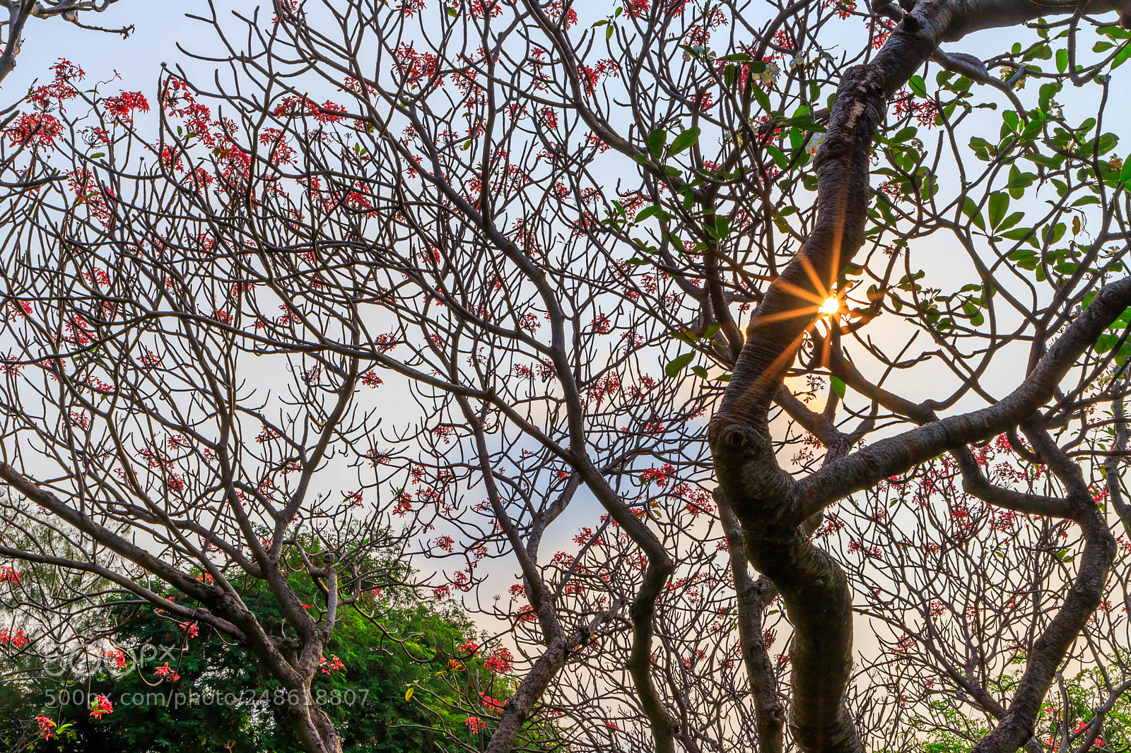 Canon EOS 6D Mark II sample photo. The star of lumphini  photography