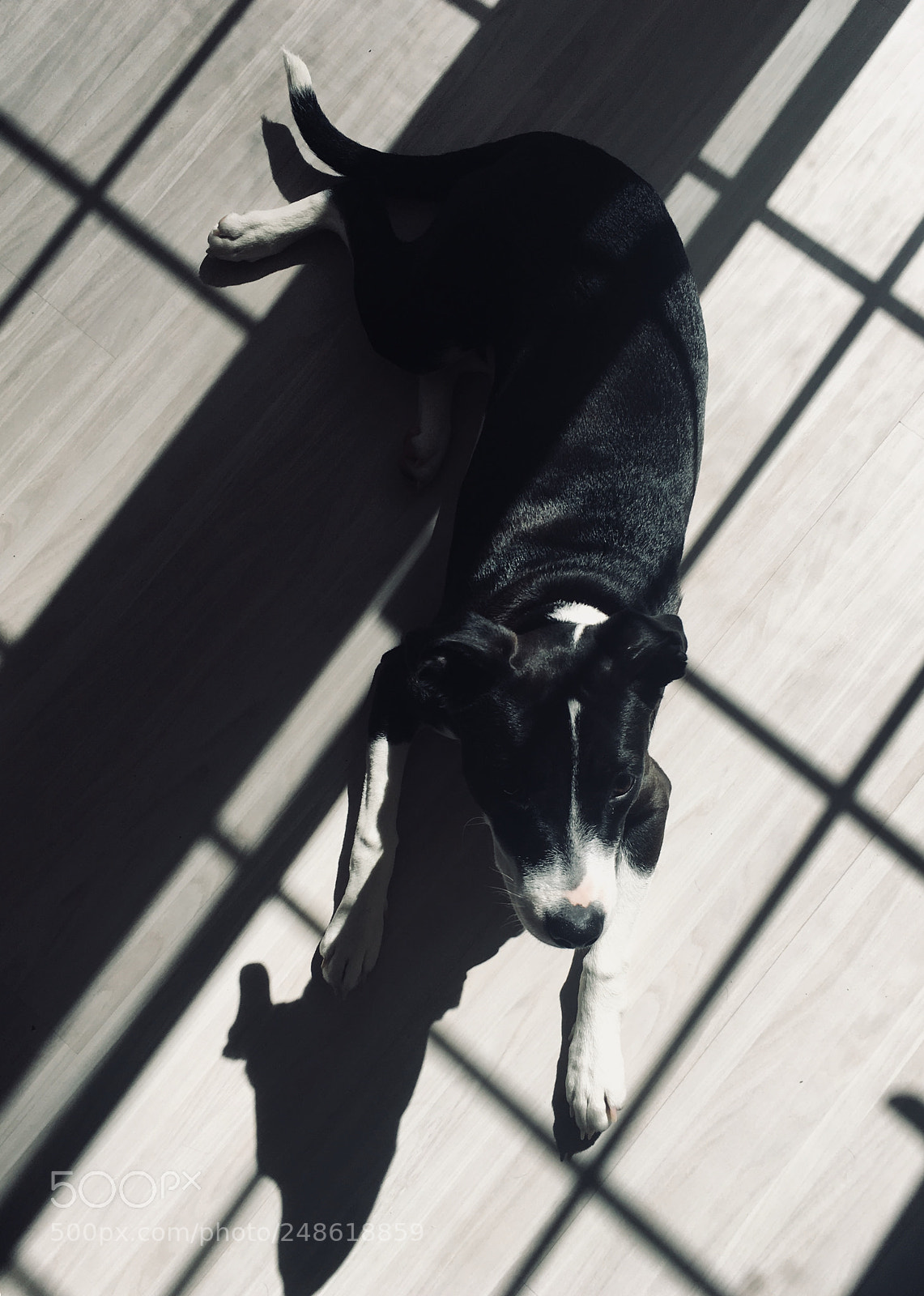 Apple iPhone 6s Plus sample photo. Me and my shadow photography